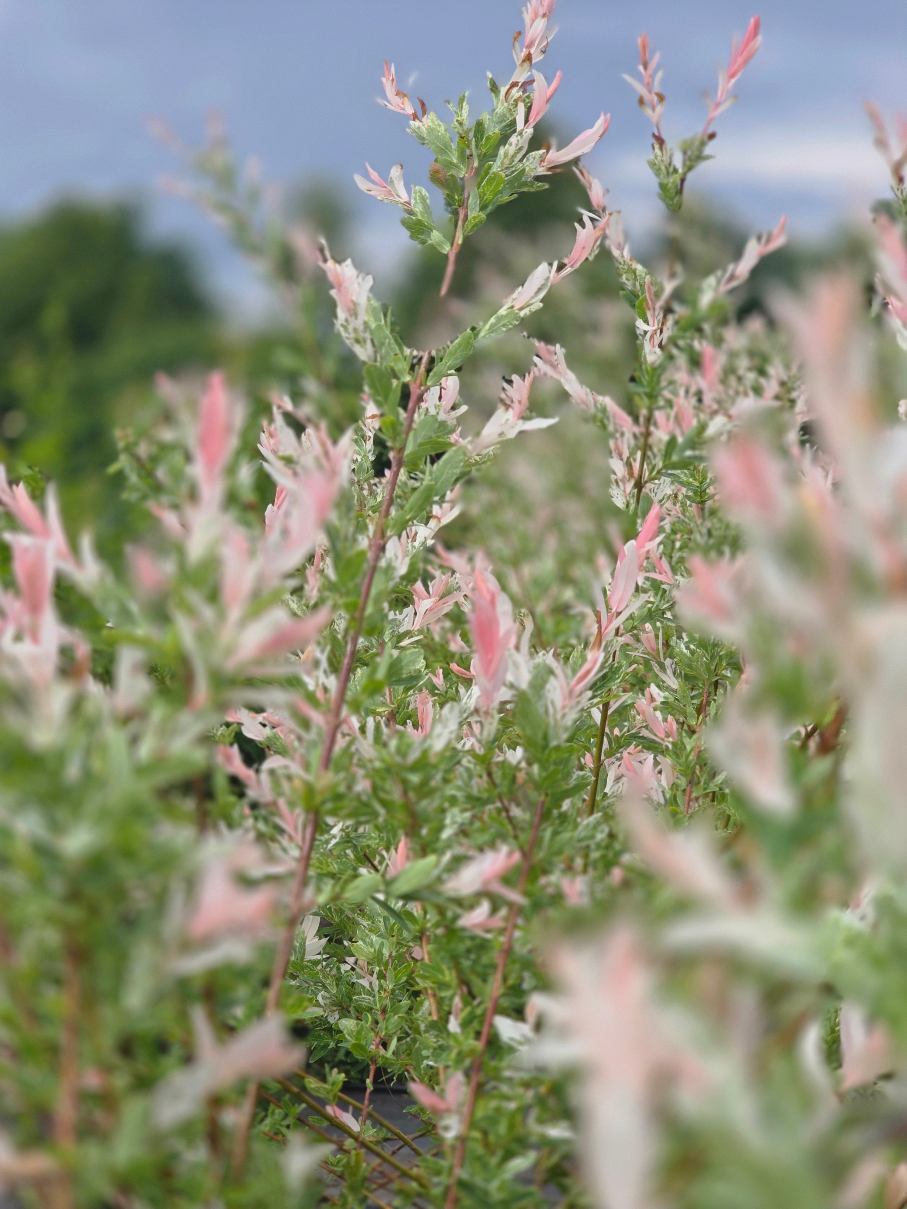 Zierweide 'Hakuro Nishiki' / Harlekinweide - Salix integra 'Hakuro Nishiki'
