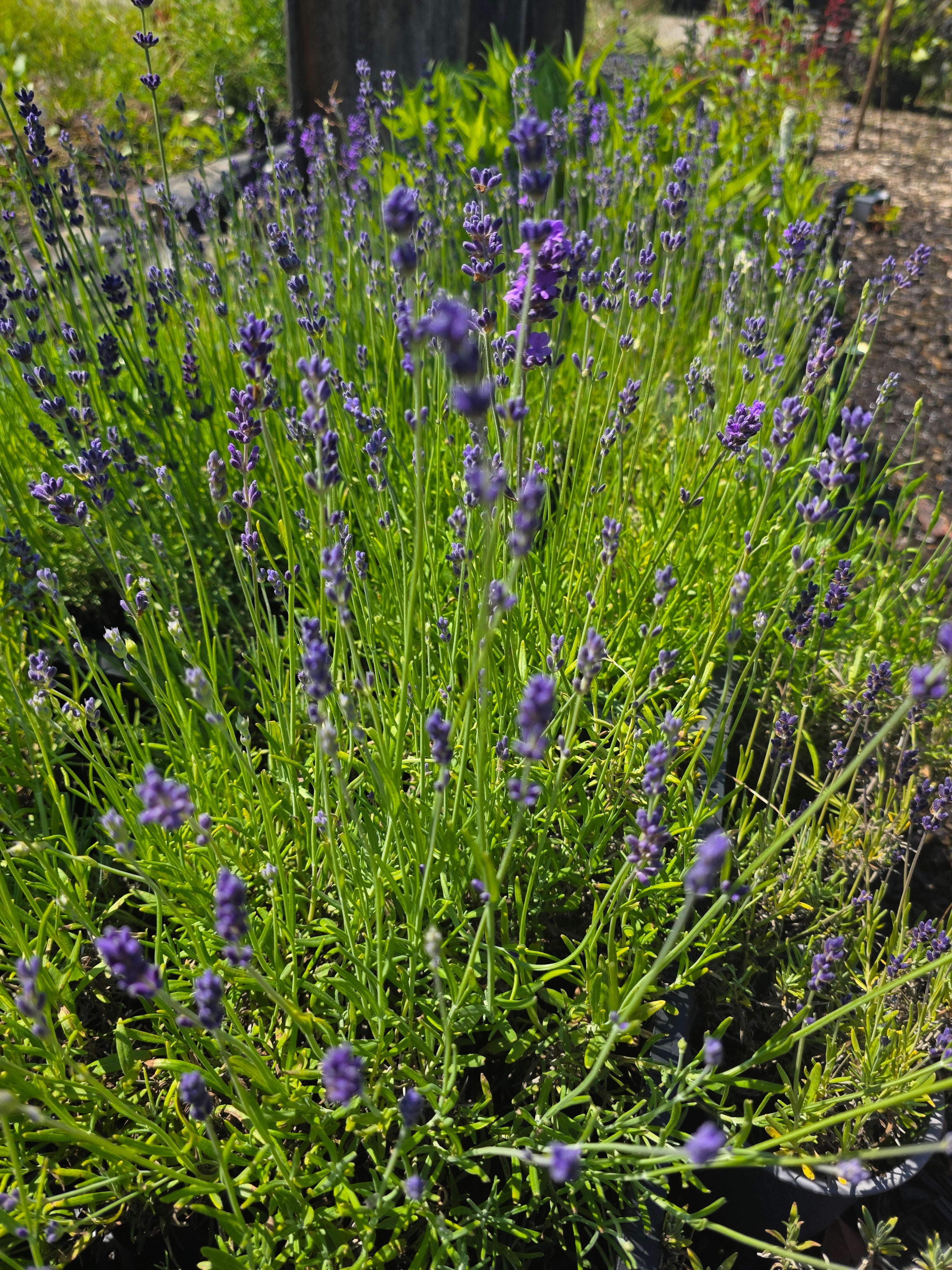 Echter Lavendel - Lavandula angustifolia