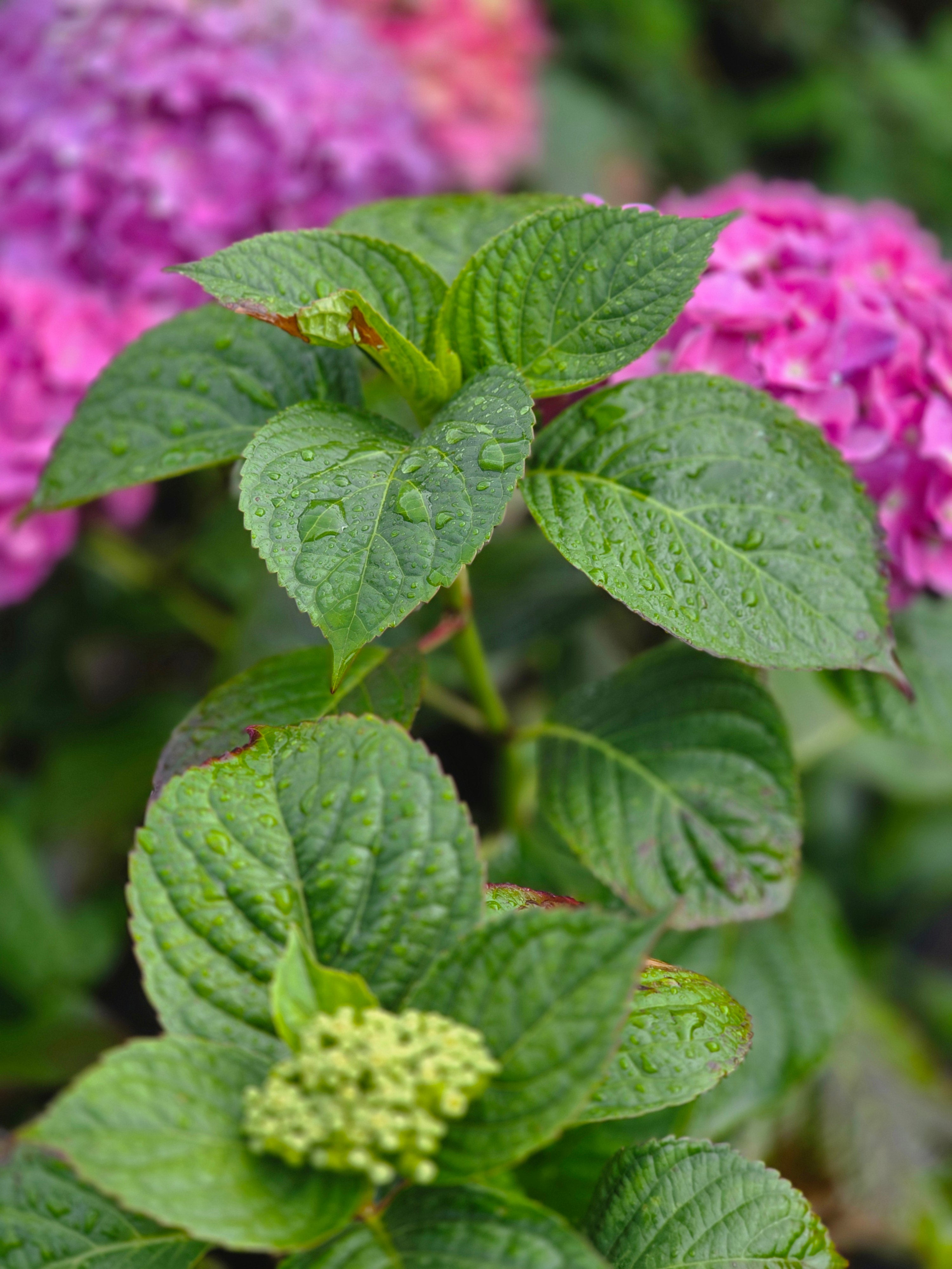 Bauernhortensie 'Bouquet Rose' - Hydrangea macrophylla 'Bouquet Rose'