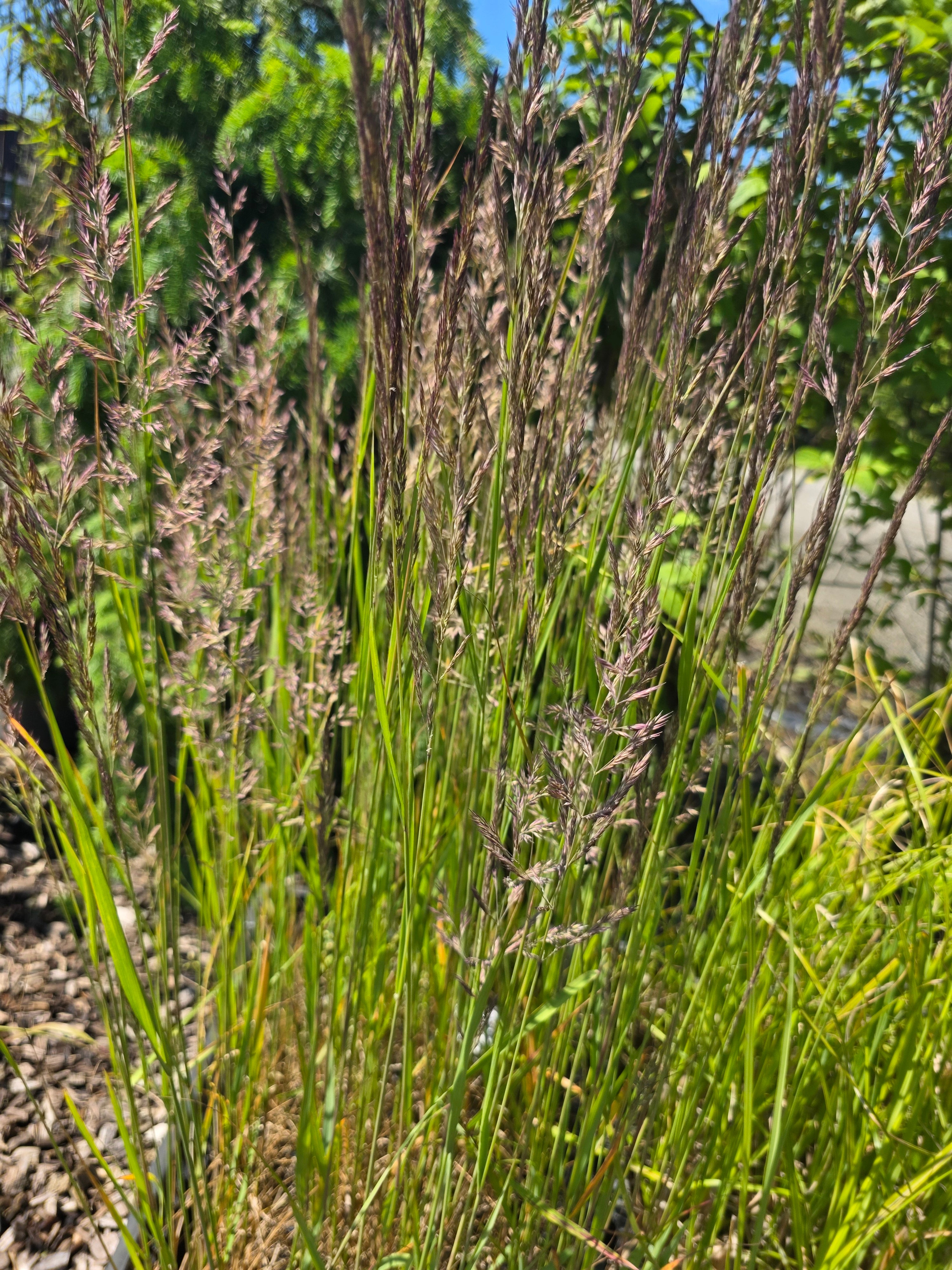 Garten-Reitgras  Karl Foerster - Calamagrostis x acutiflora 'Karl Foerster'
