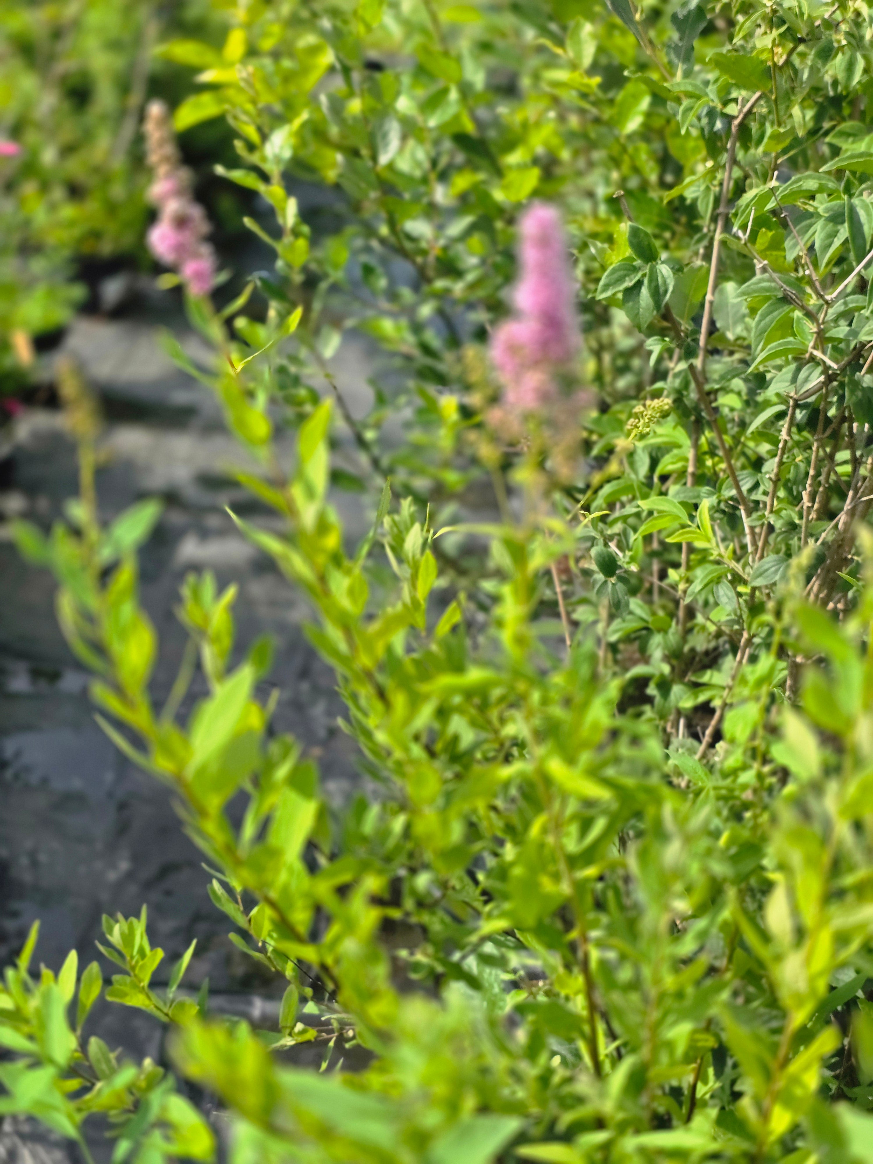 Kolbenspiere 'Triumphans' - Spiraea billardii 'Triumphans'