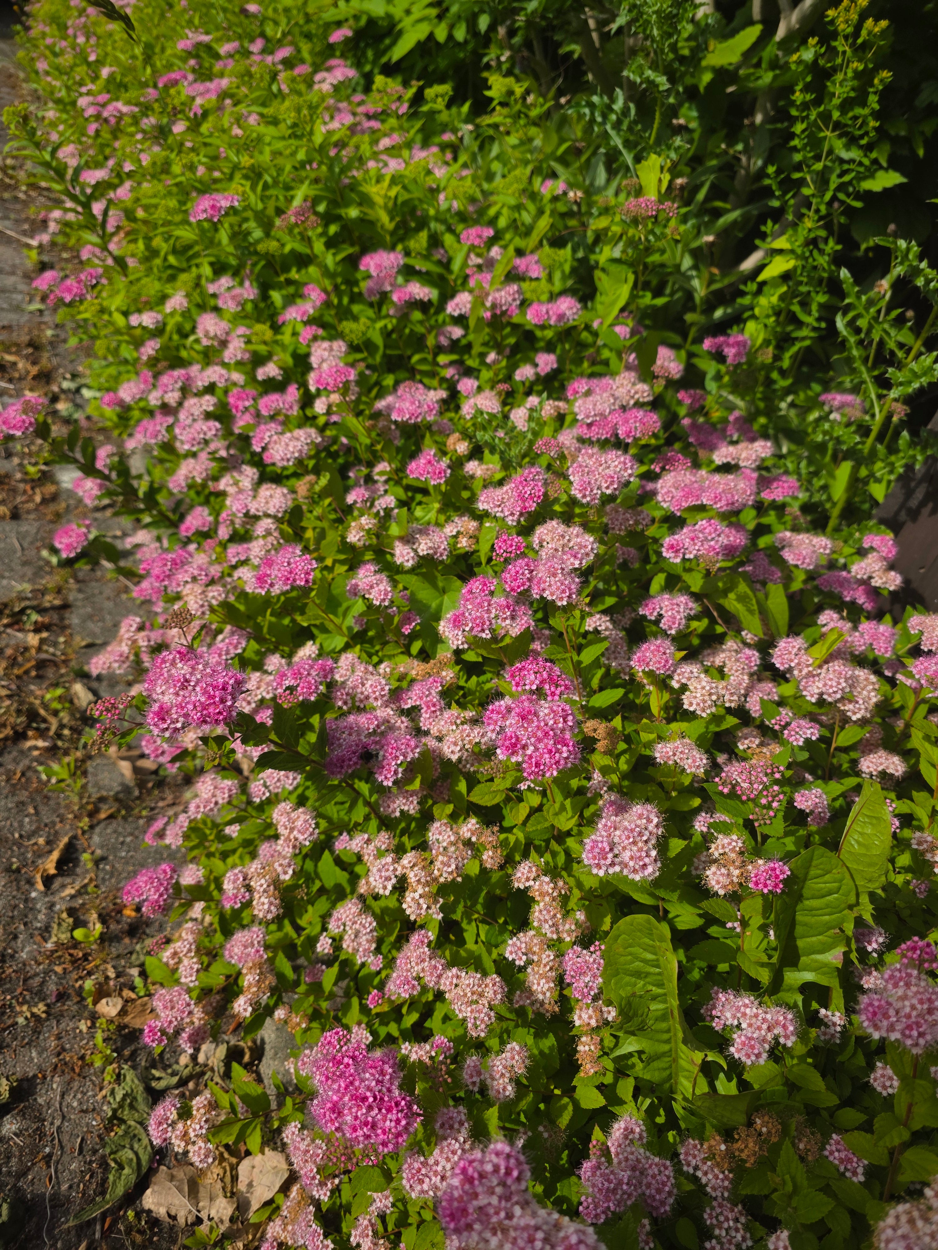 Rosa Zwergspiere - Spiraea japonica 'Little Princess'