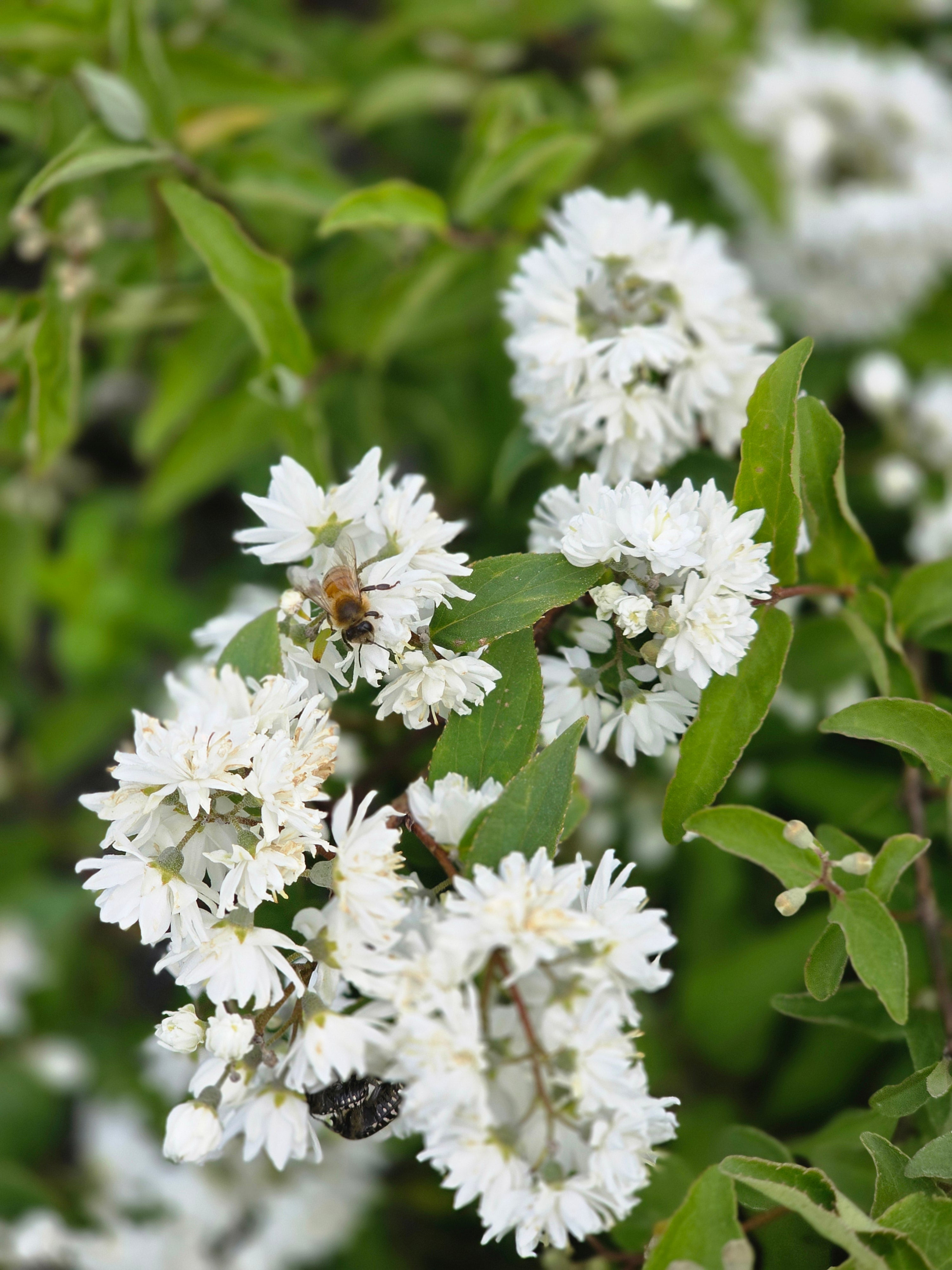 Gefüllter Sternchenstrauch 'Plena' - Deutzia scabra 'Plena'