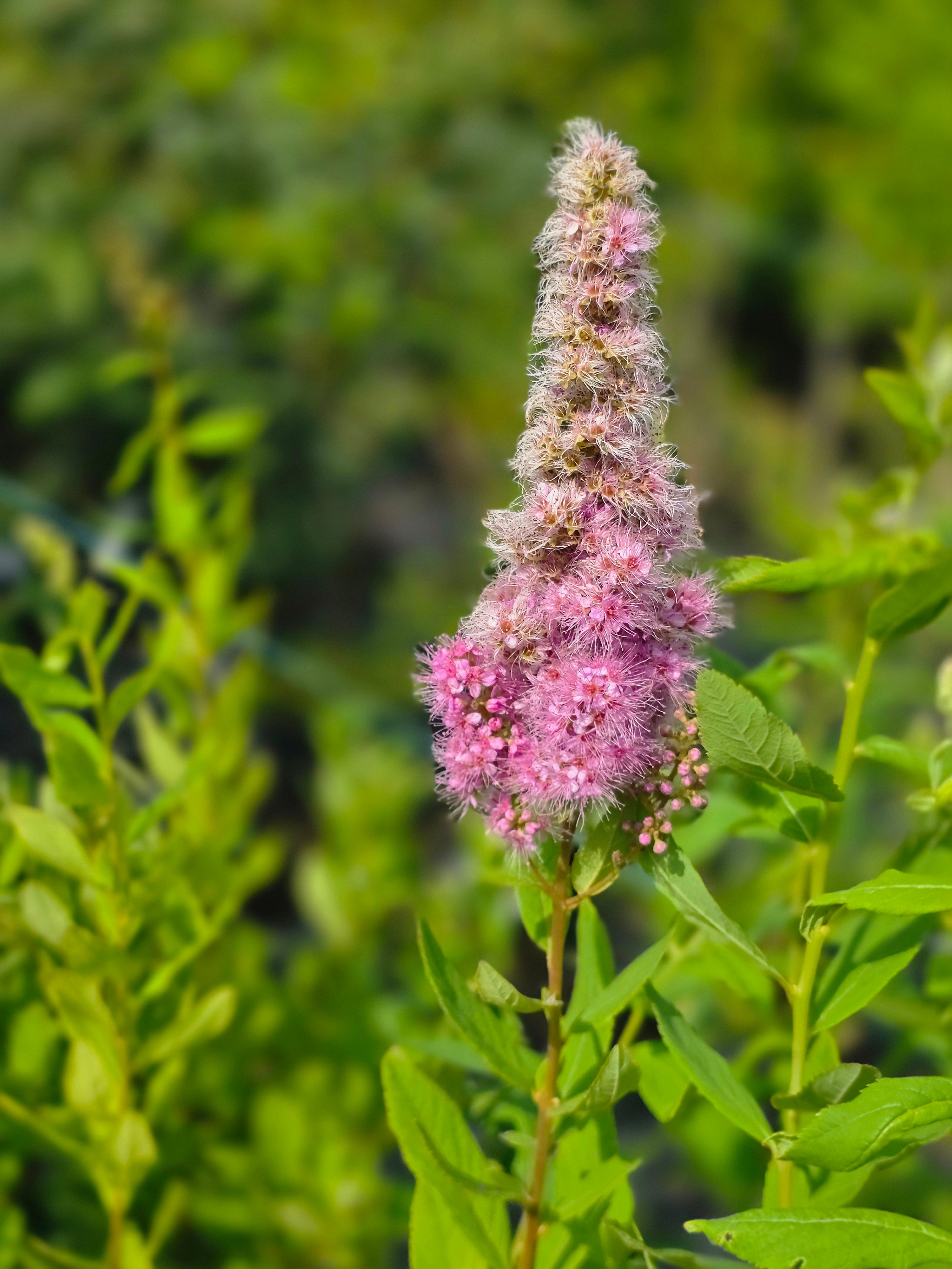 Kolbenspiere 'Triumphans' - Spiraea billardii 'Triumphans'