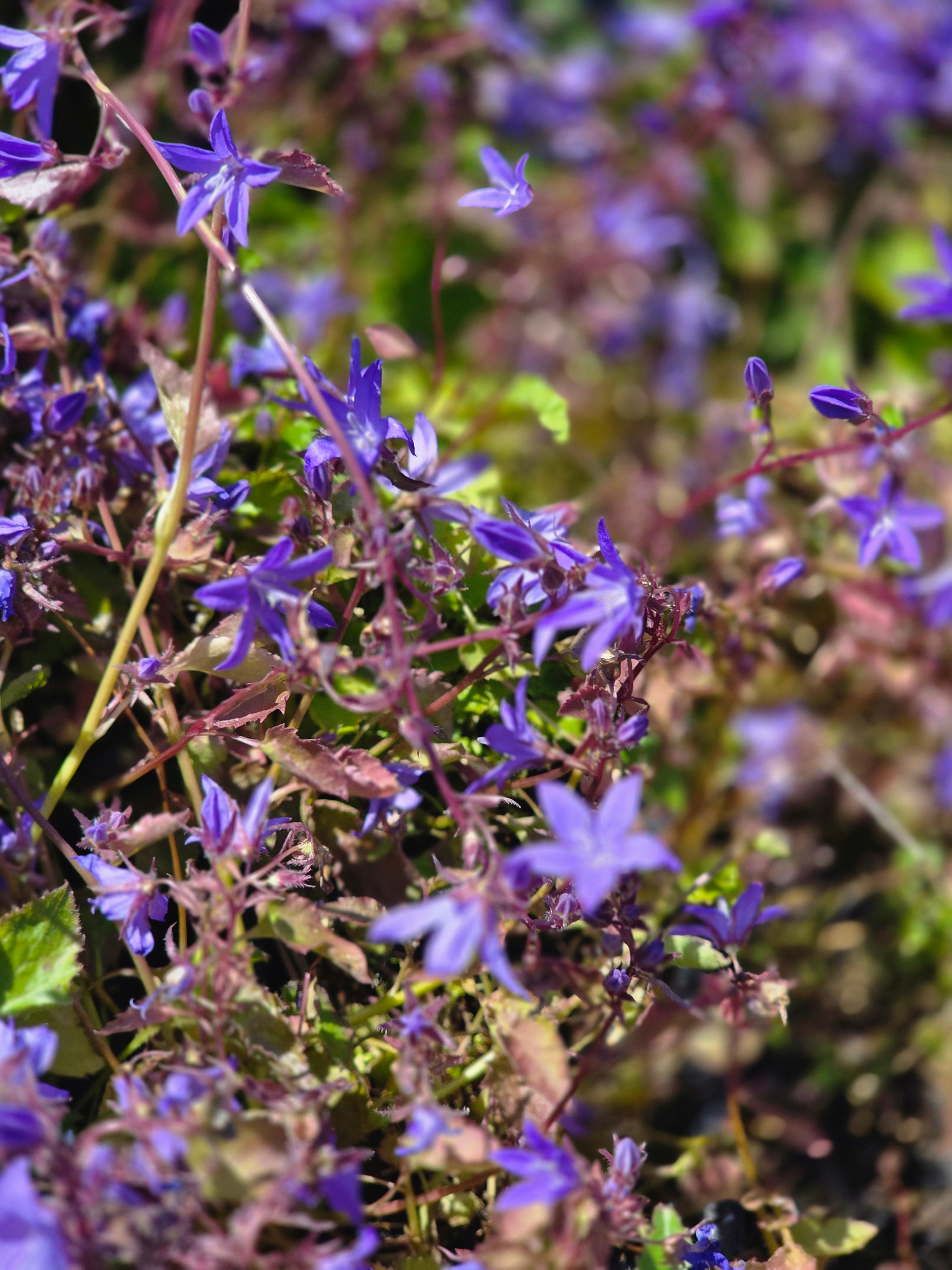 Hängepolster-Glockenblume - Campanula poscharskyana