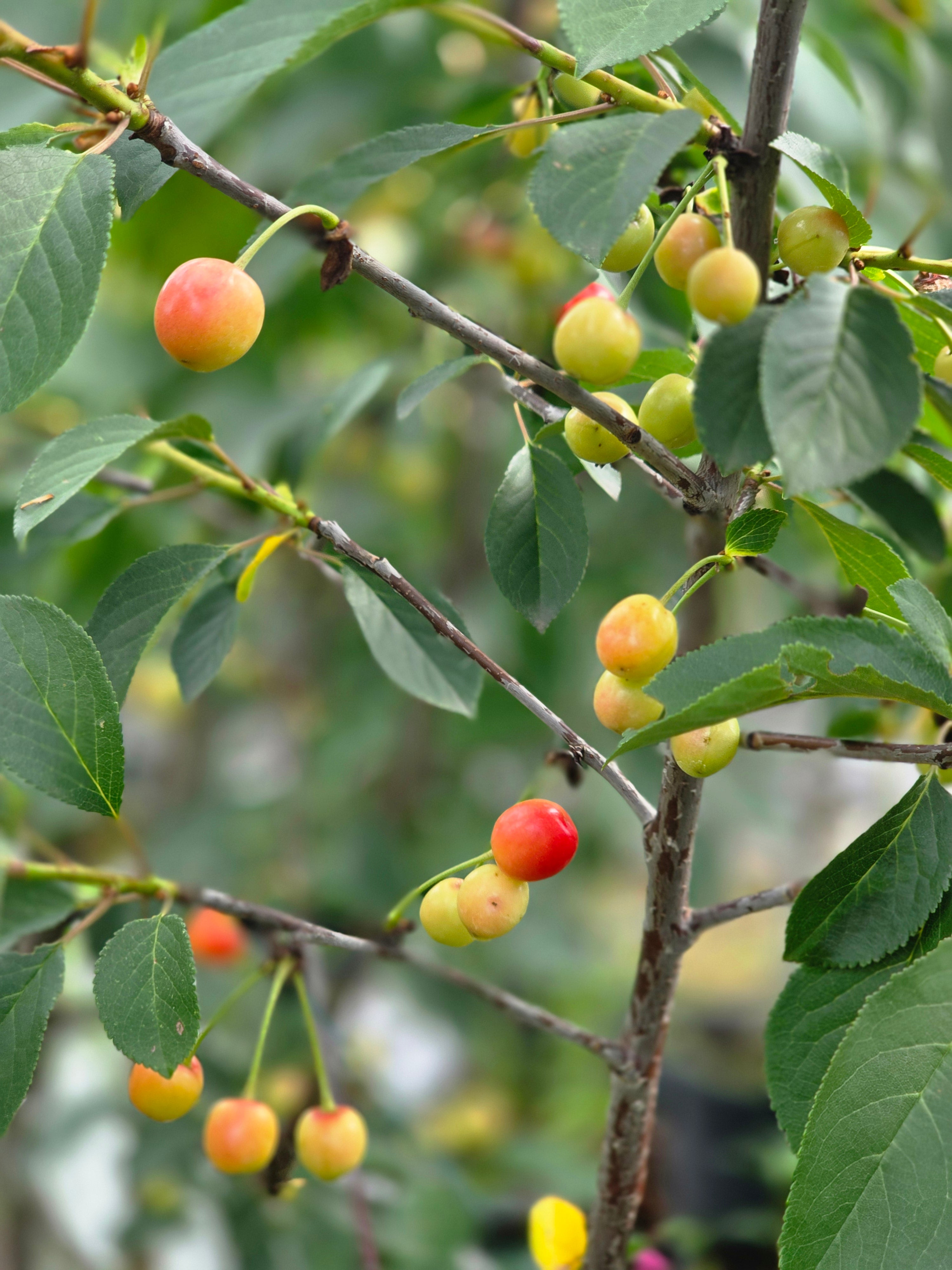 Sauerkirsche 'Morellenfeuer' - Prunus cerasus 'Morellenfeuer' CAC