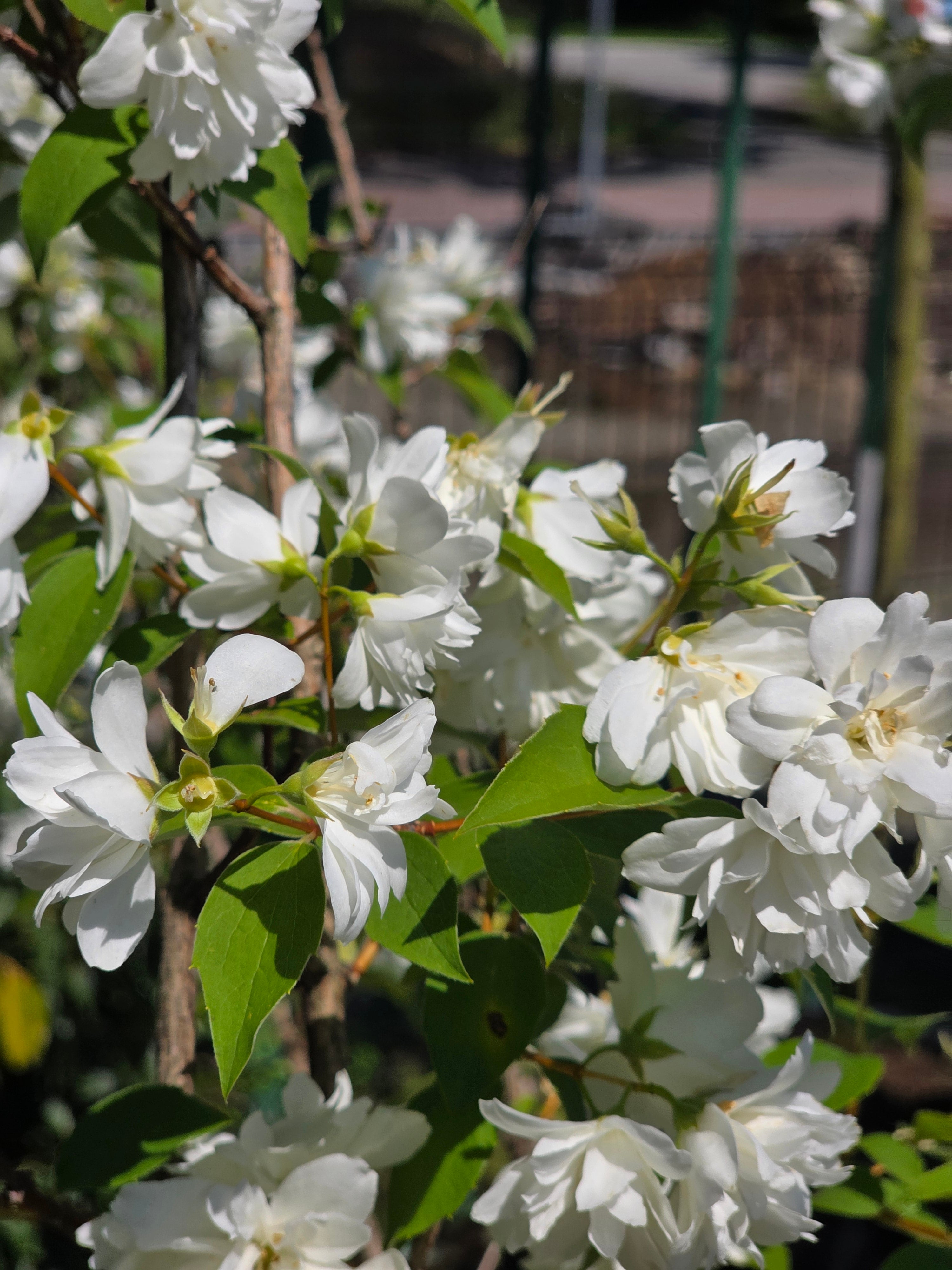 Gefüllter Gartenjasmin - Philadelphus 'Virginal'