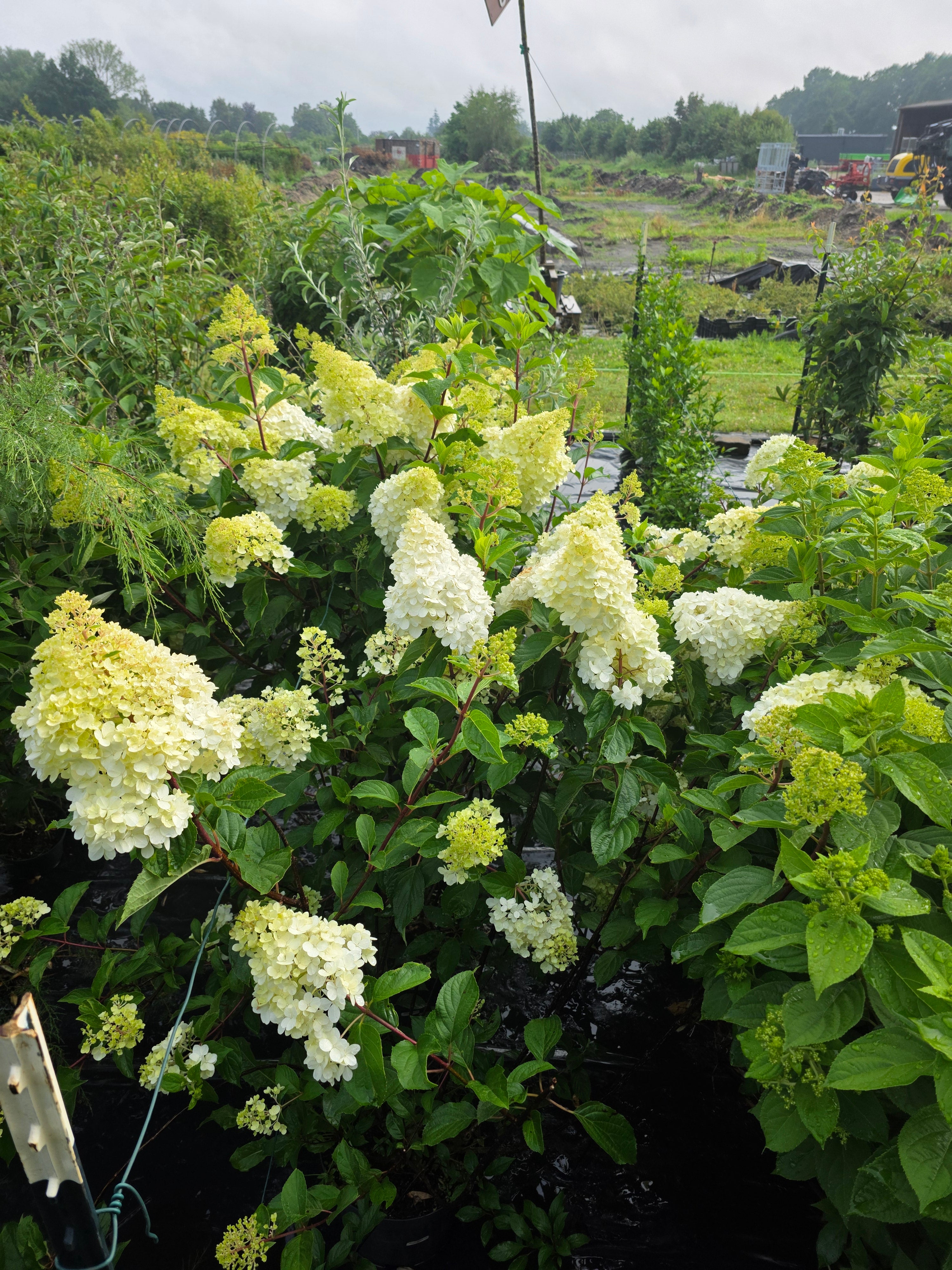 Strauchhortensie 'Grandiflora' - Hydrangea arborescens 'Grandiflora'