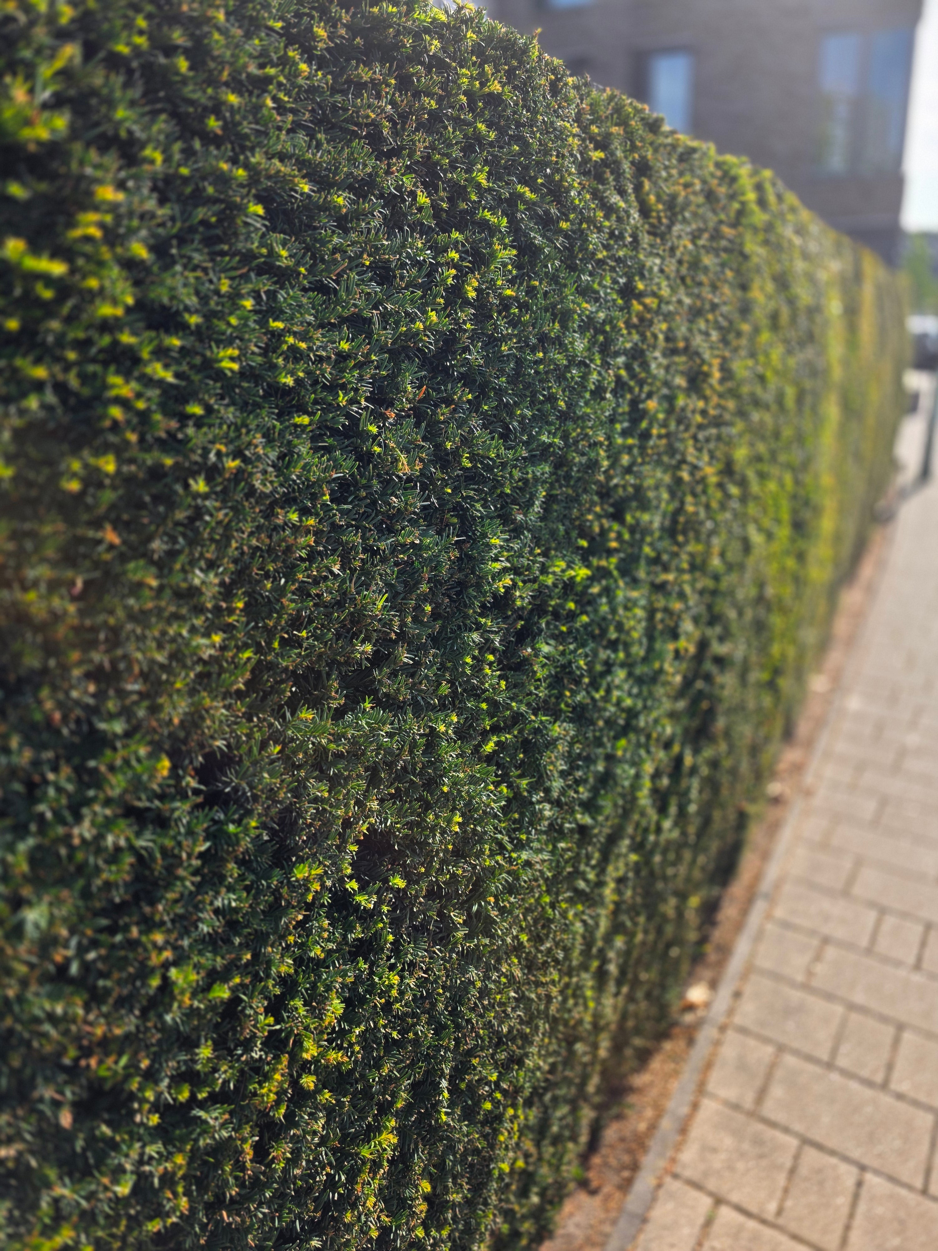 Heimische Eibe - Taxus baccata