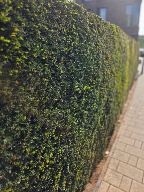 Heimische Eibe - Taxus baccata