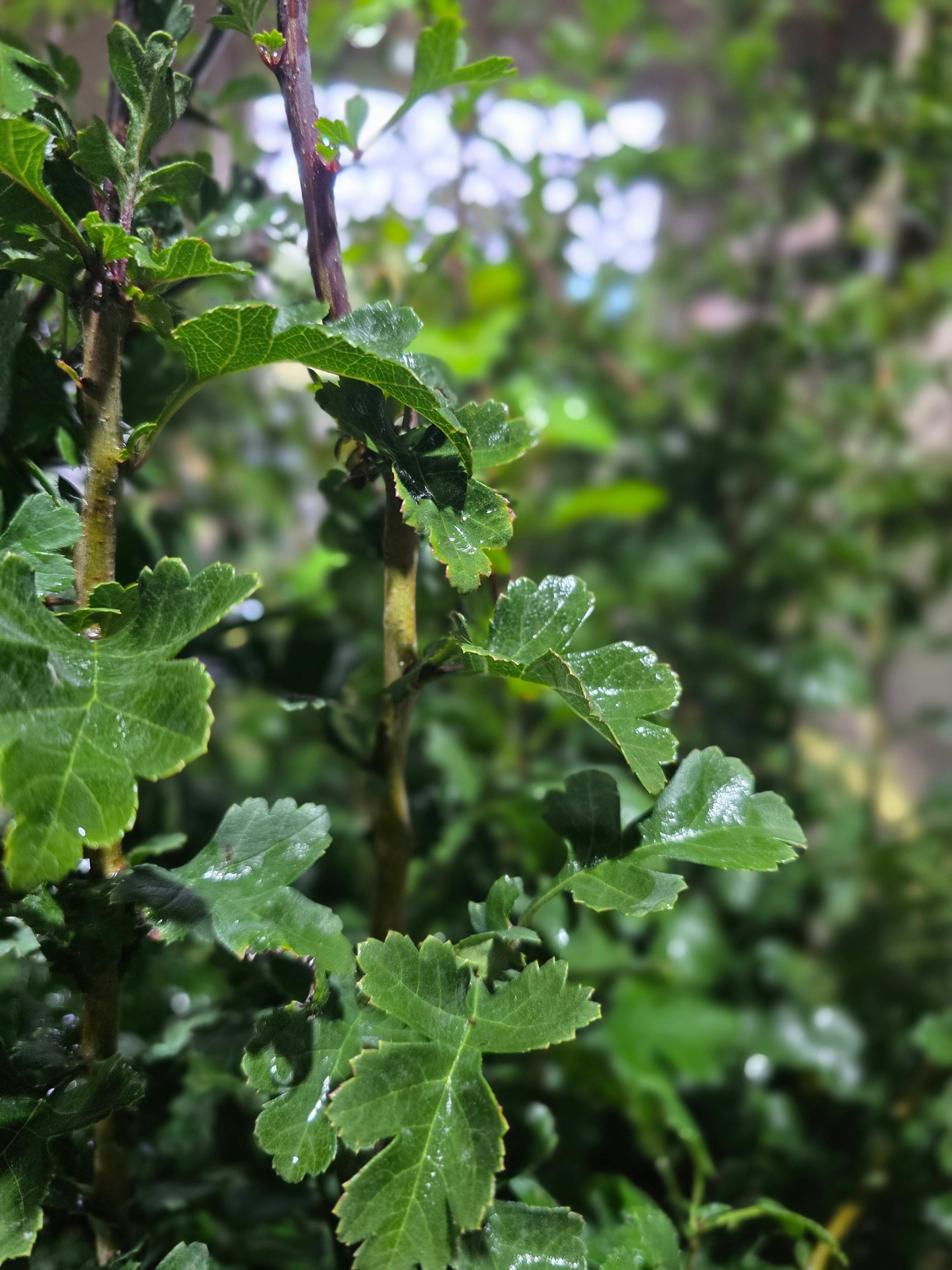 Eingriffeliger Weißdorn - Crataegus monogyna