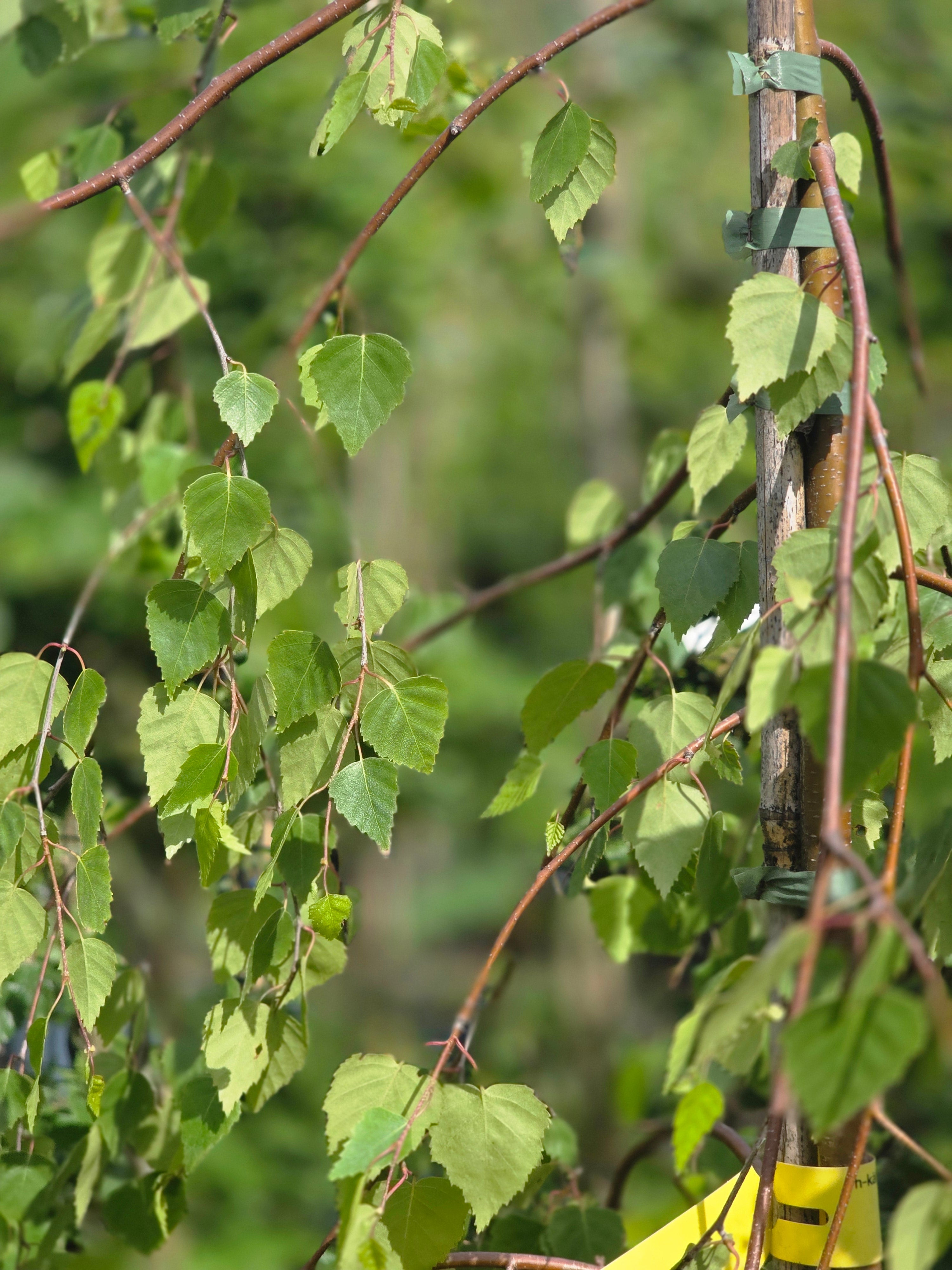 Trauerbirke - Betula pendula 'Youngii'