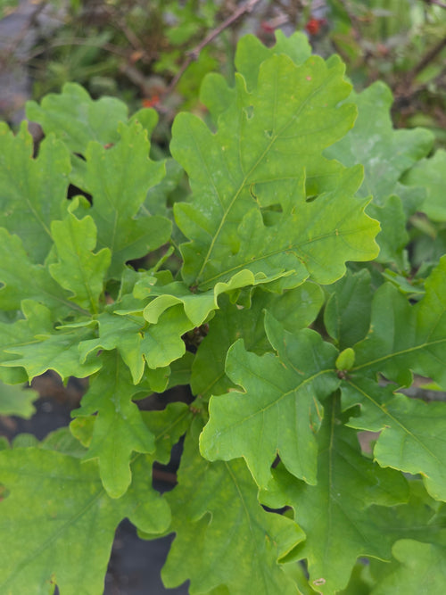 Trauben-Eiche - Quercus petraea