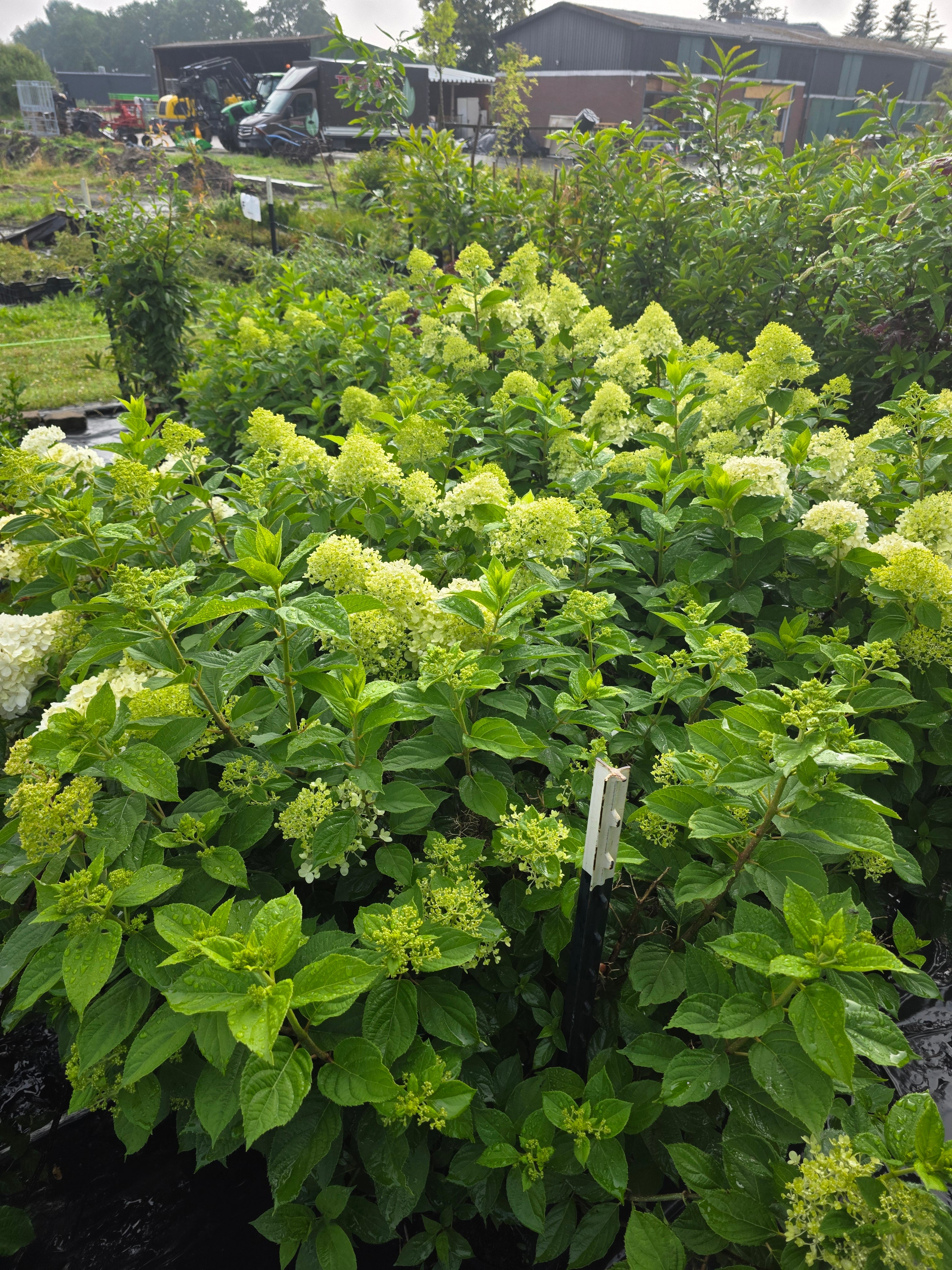 Strauchhortensie 'Grandiflora' - Hydrangea arborescens 'Grandiflora'