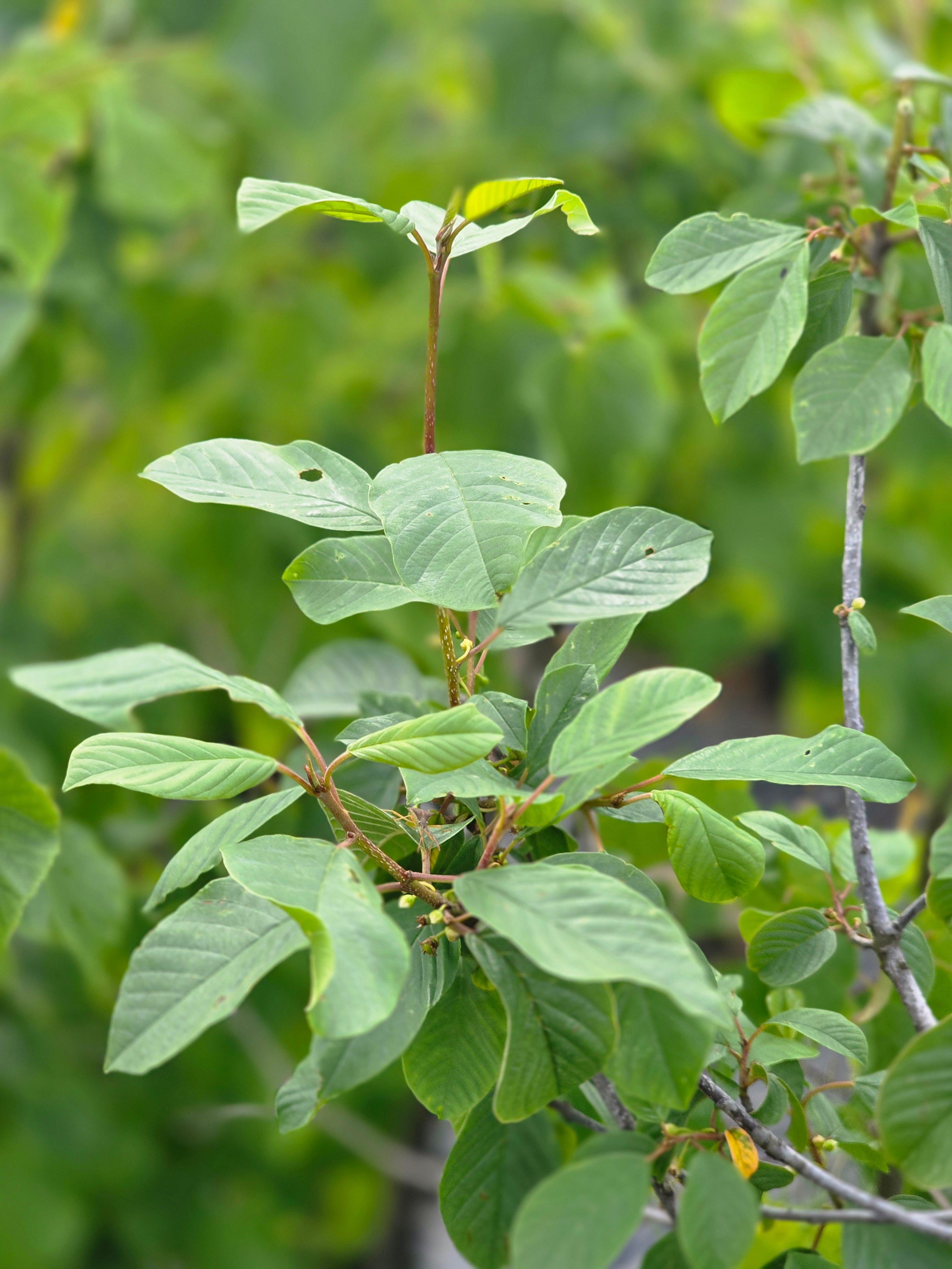 Faulbaum - Rhamnus frangula