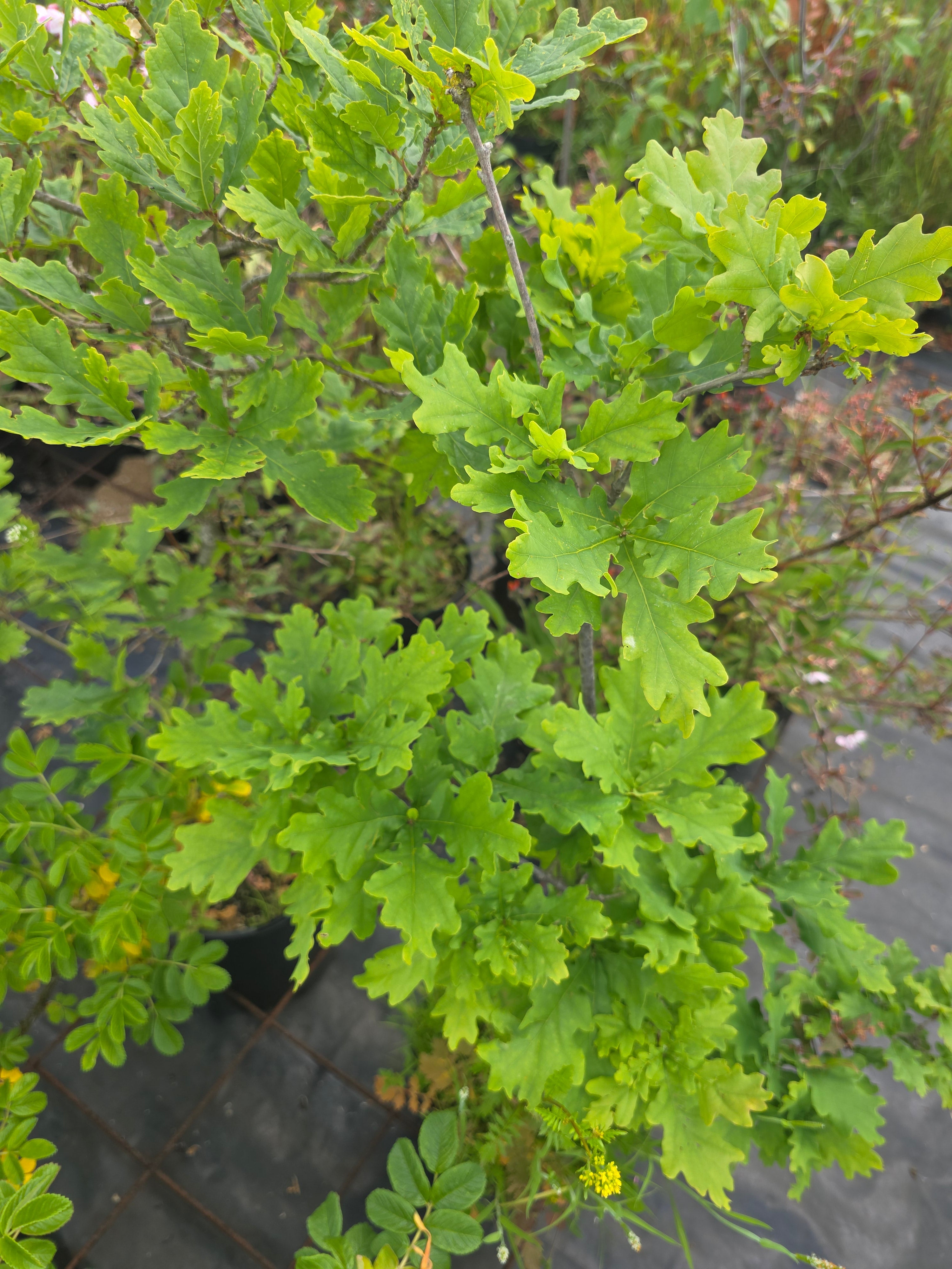 Trauben-Eiche - Quercus petraea