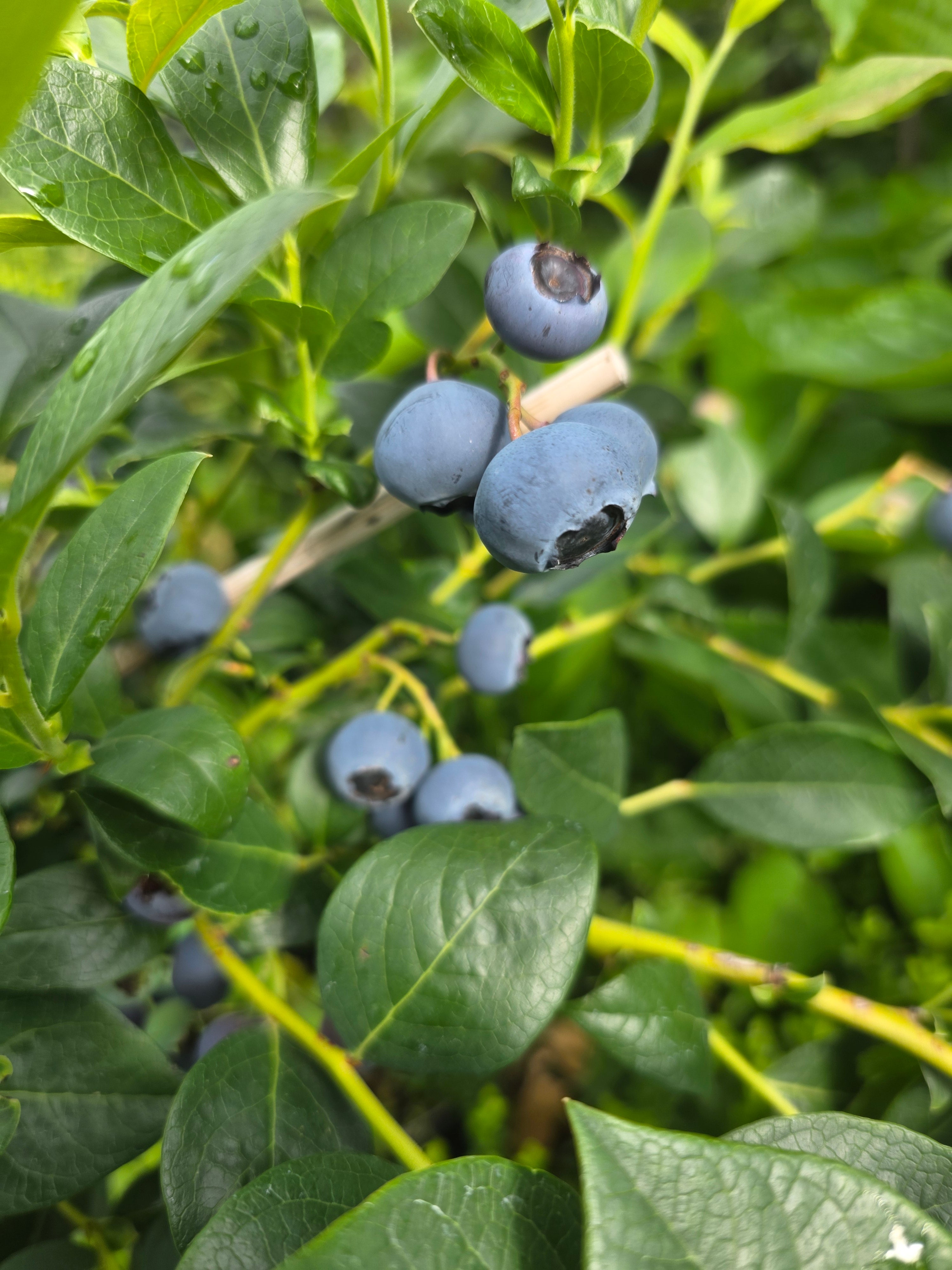 Heidelbeere 'Brigitta' - Vaccinium corymb.'Brigitta'