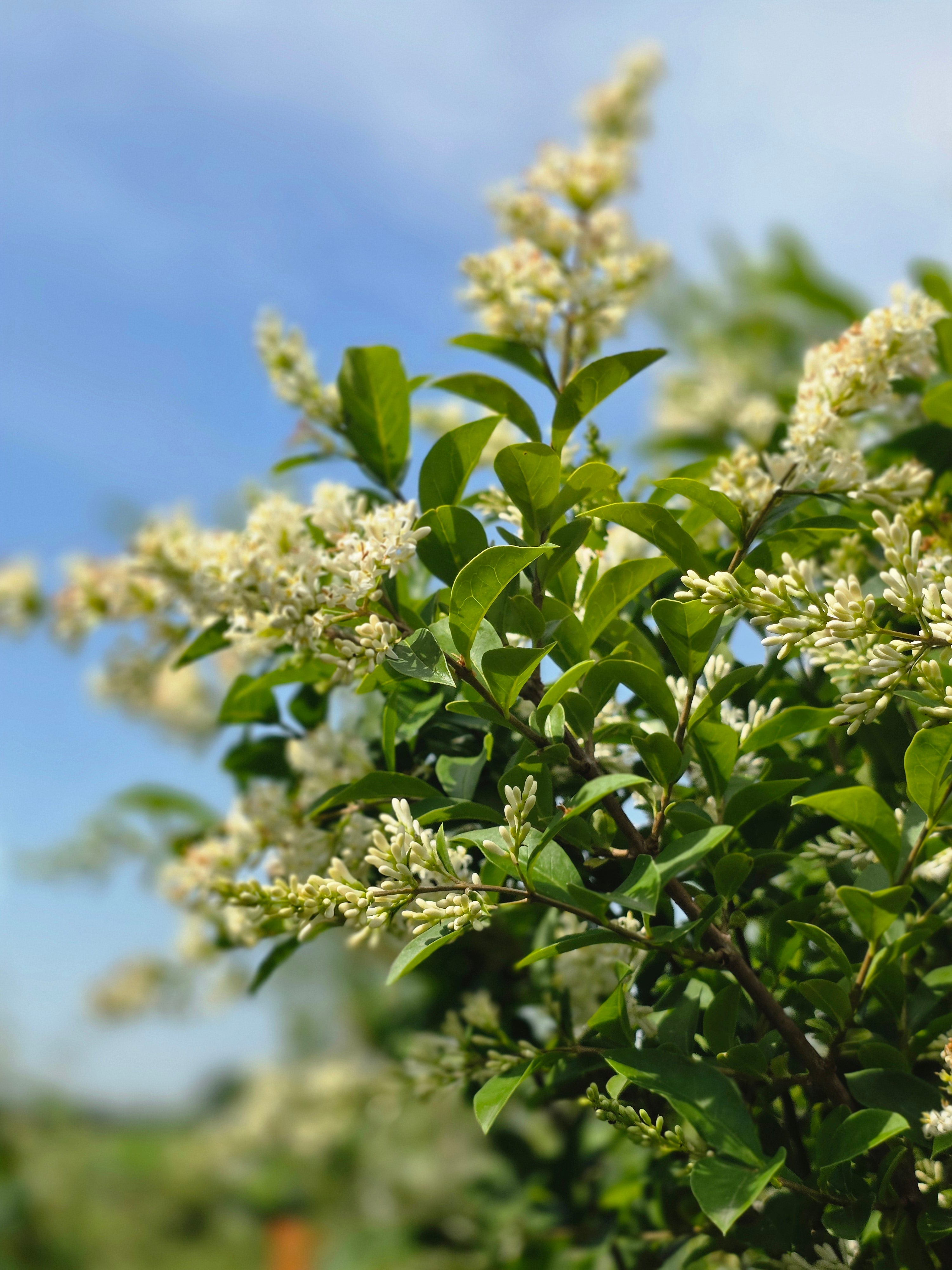 Gemeiner Liguster - Ligustrum vulgare