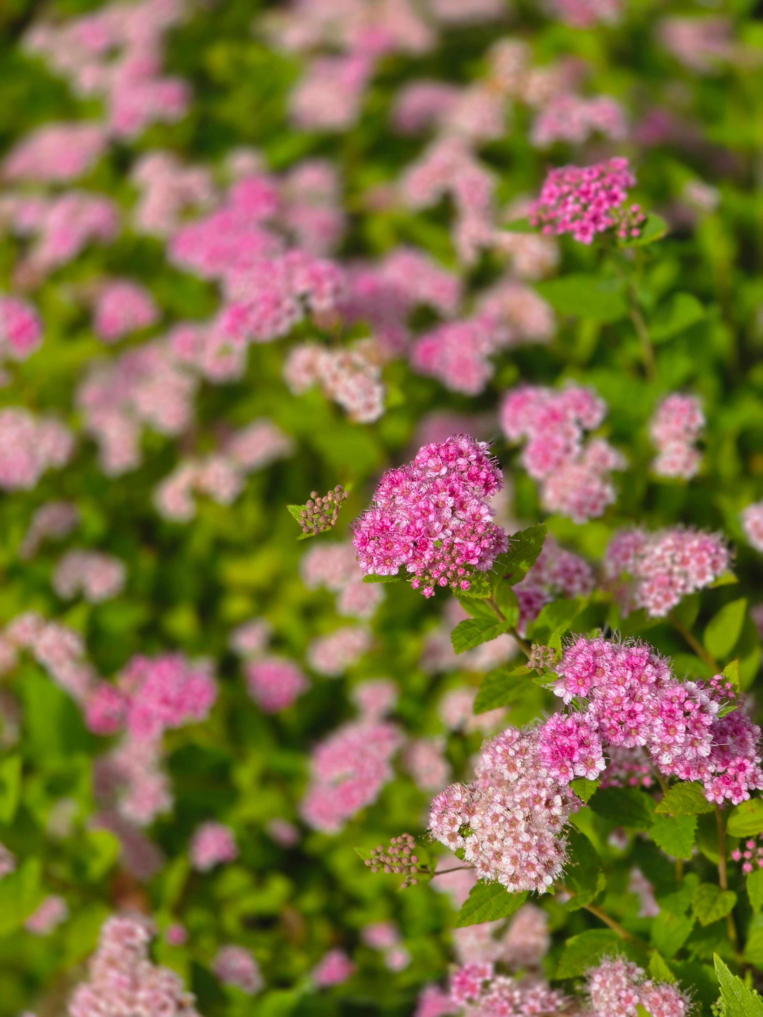 Rosa Zwergspiere - Spiraea japonica 'Little Princess'