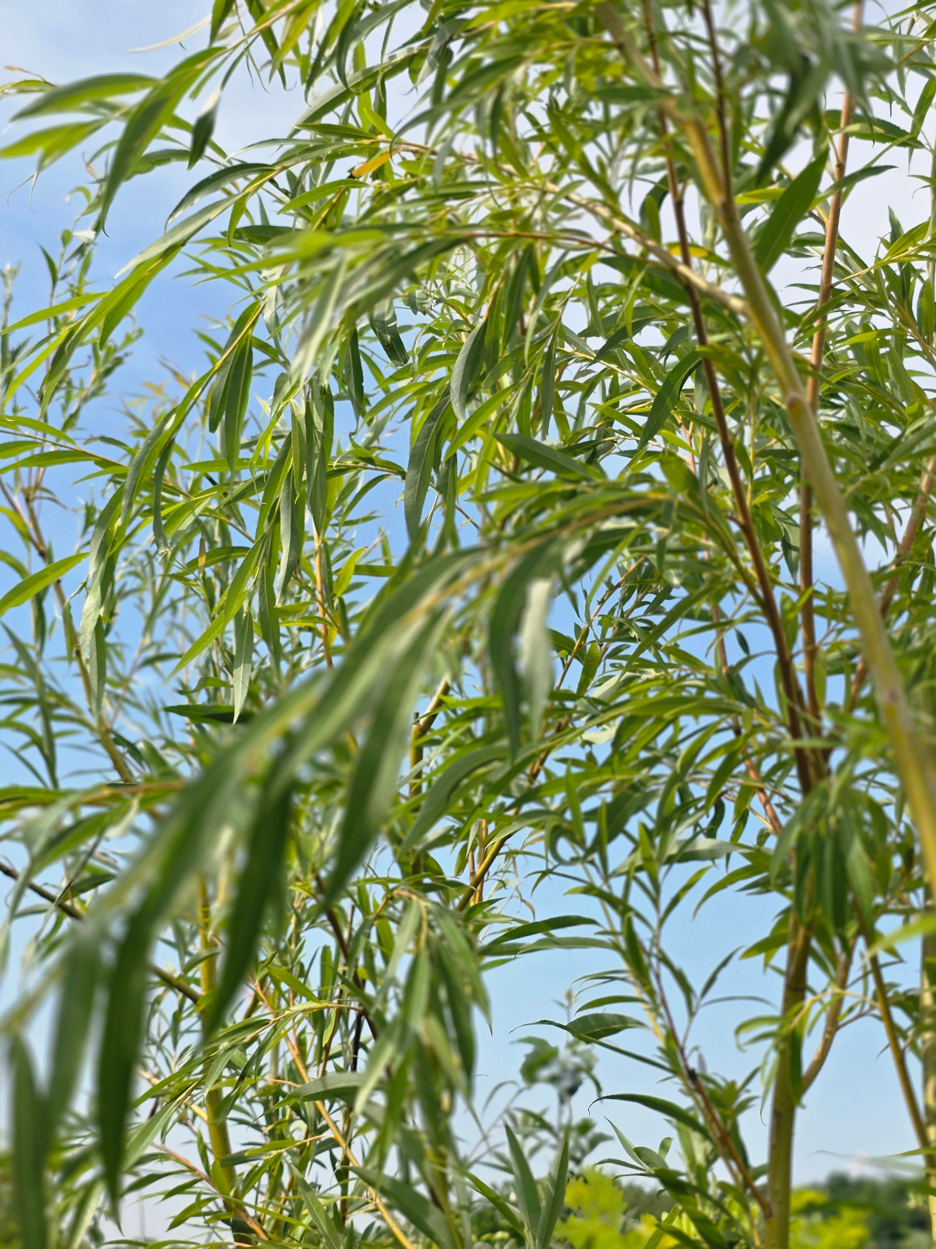 Trauerweide - Salix alba 'Tristis'