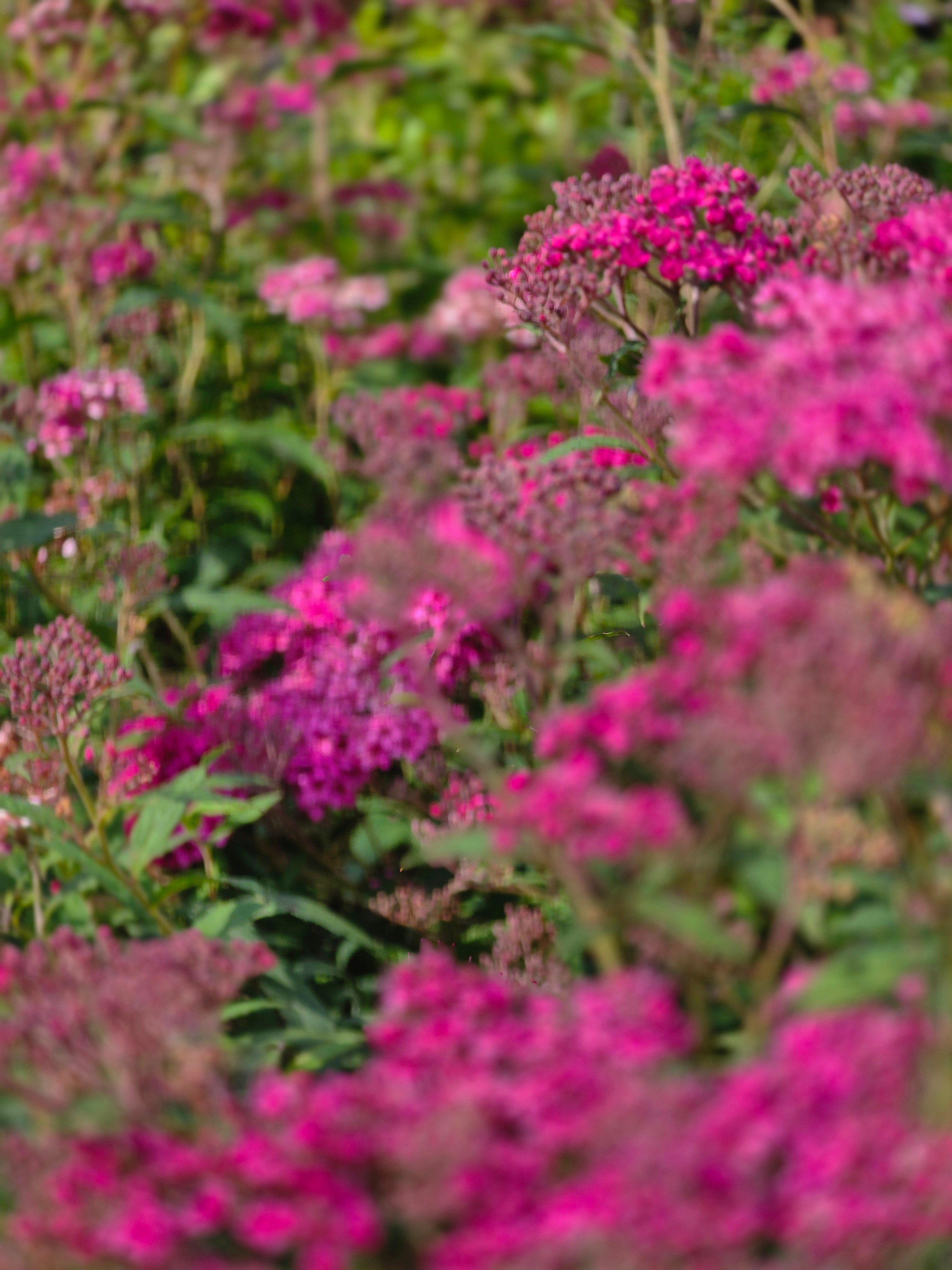Rote Sommerspiere Anthony Waterer - Spiraea japonica 'Anthony Waterer'