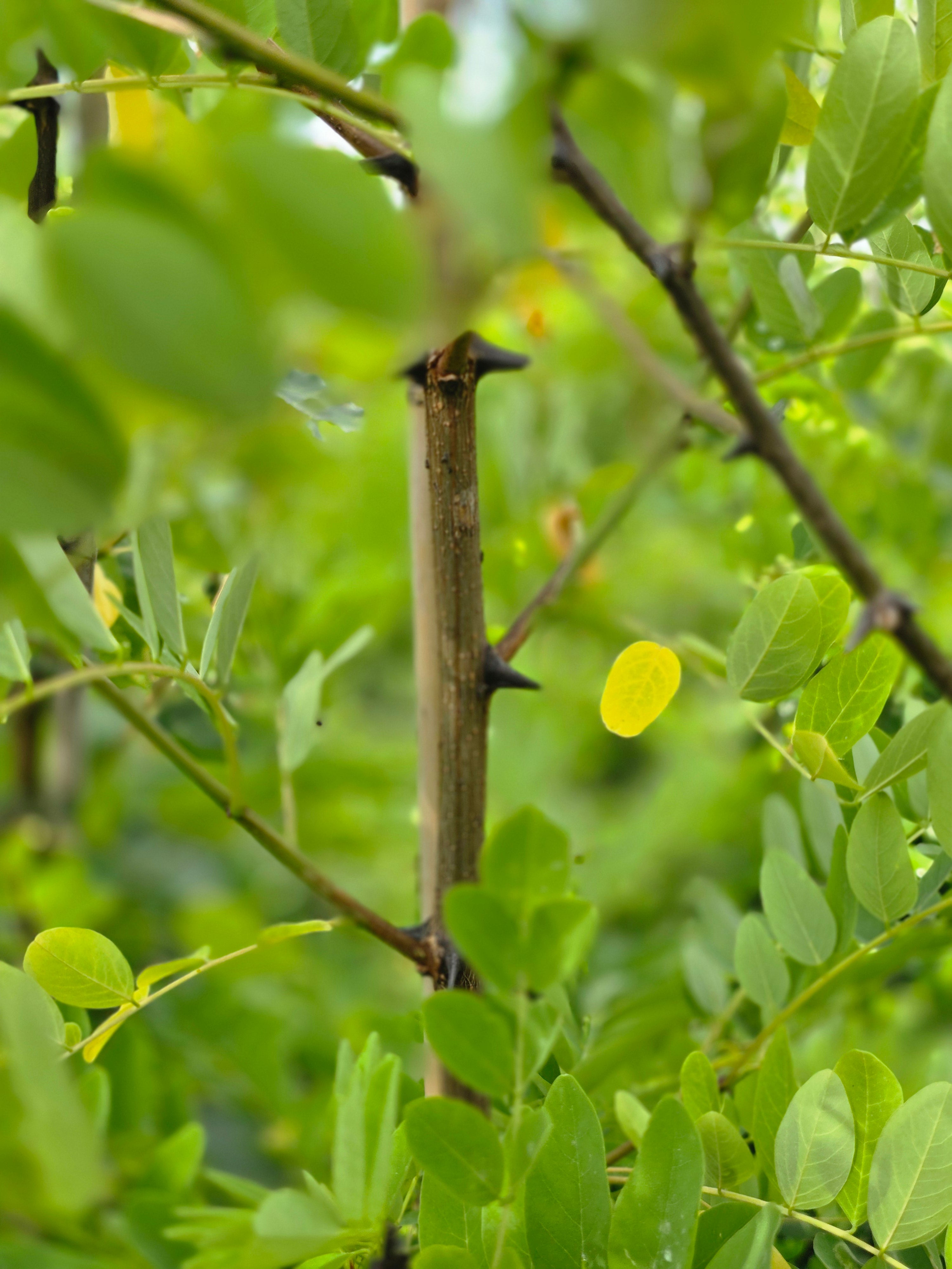 Goldakazie 'Frisia' - Robinia pseudoac.'Frisia'