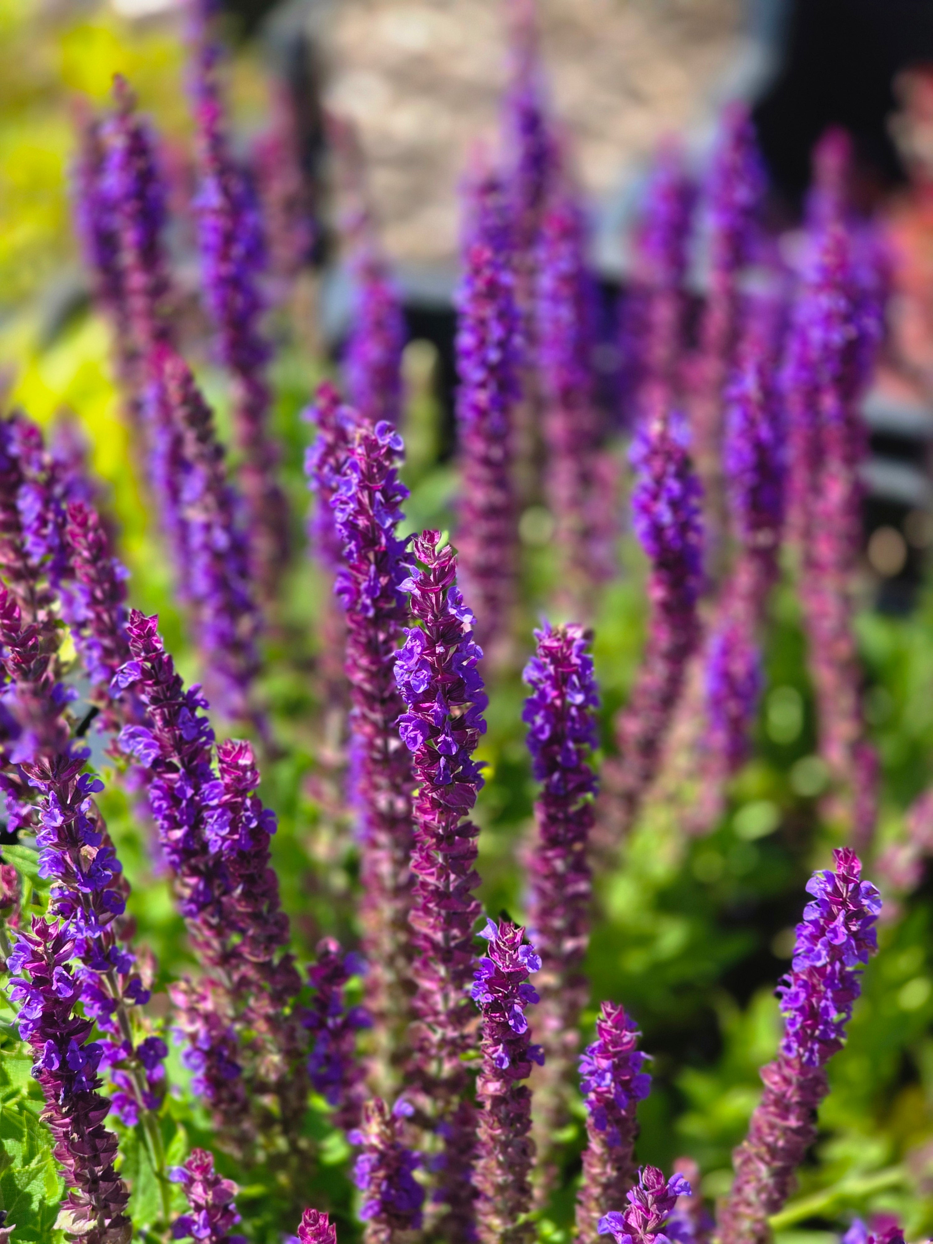 Garten-Blüten-Salbei Mainacht - Salvia nemorosa 'Mainacht'