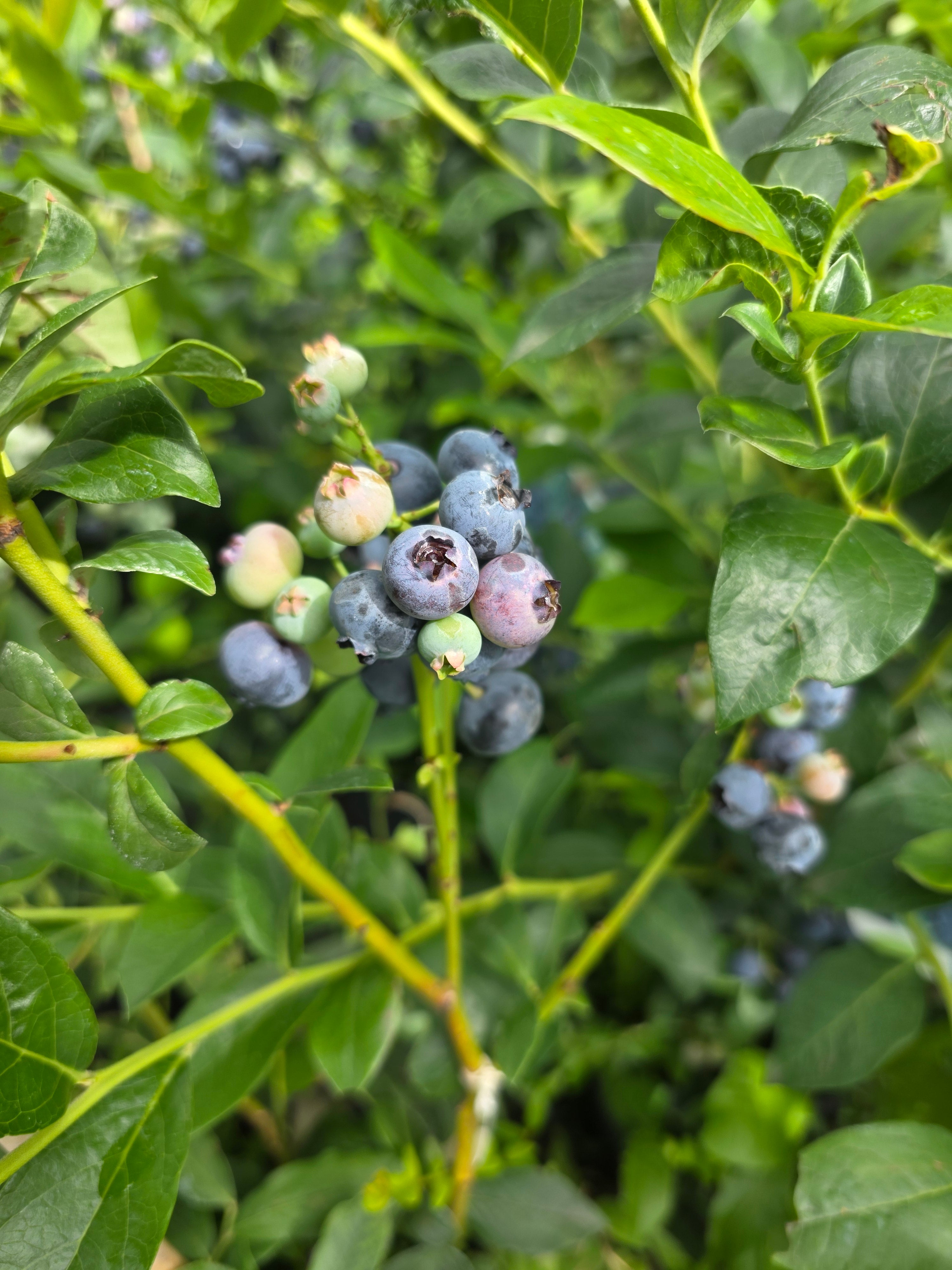 Kulturheidelbeere 'Hardyblue' - Vaccinium corymb.'Hardyblue'