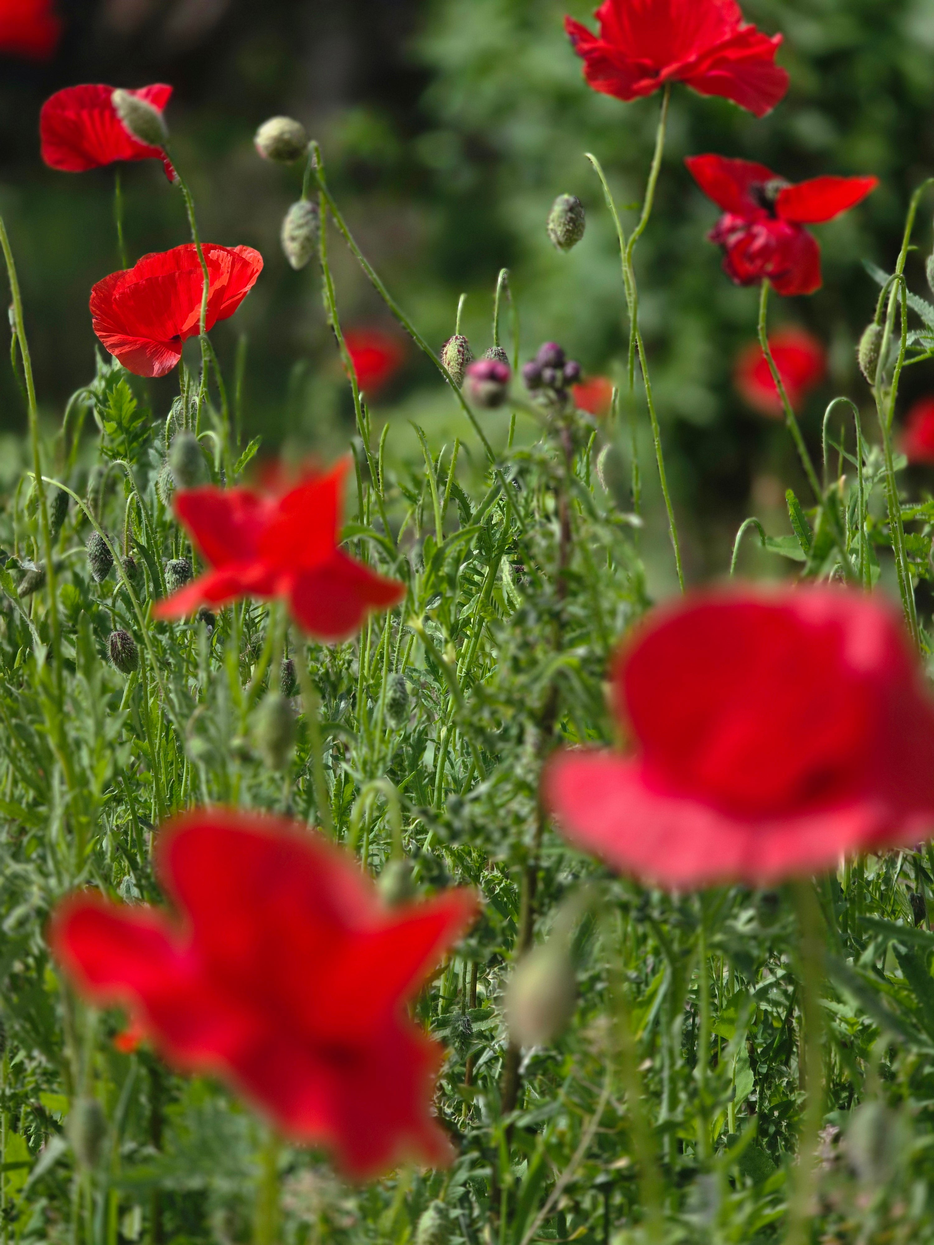 Orientalischer Garten-Mohn Beauty of Livermere - Papaver orientale 'Beauty of Livermere'