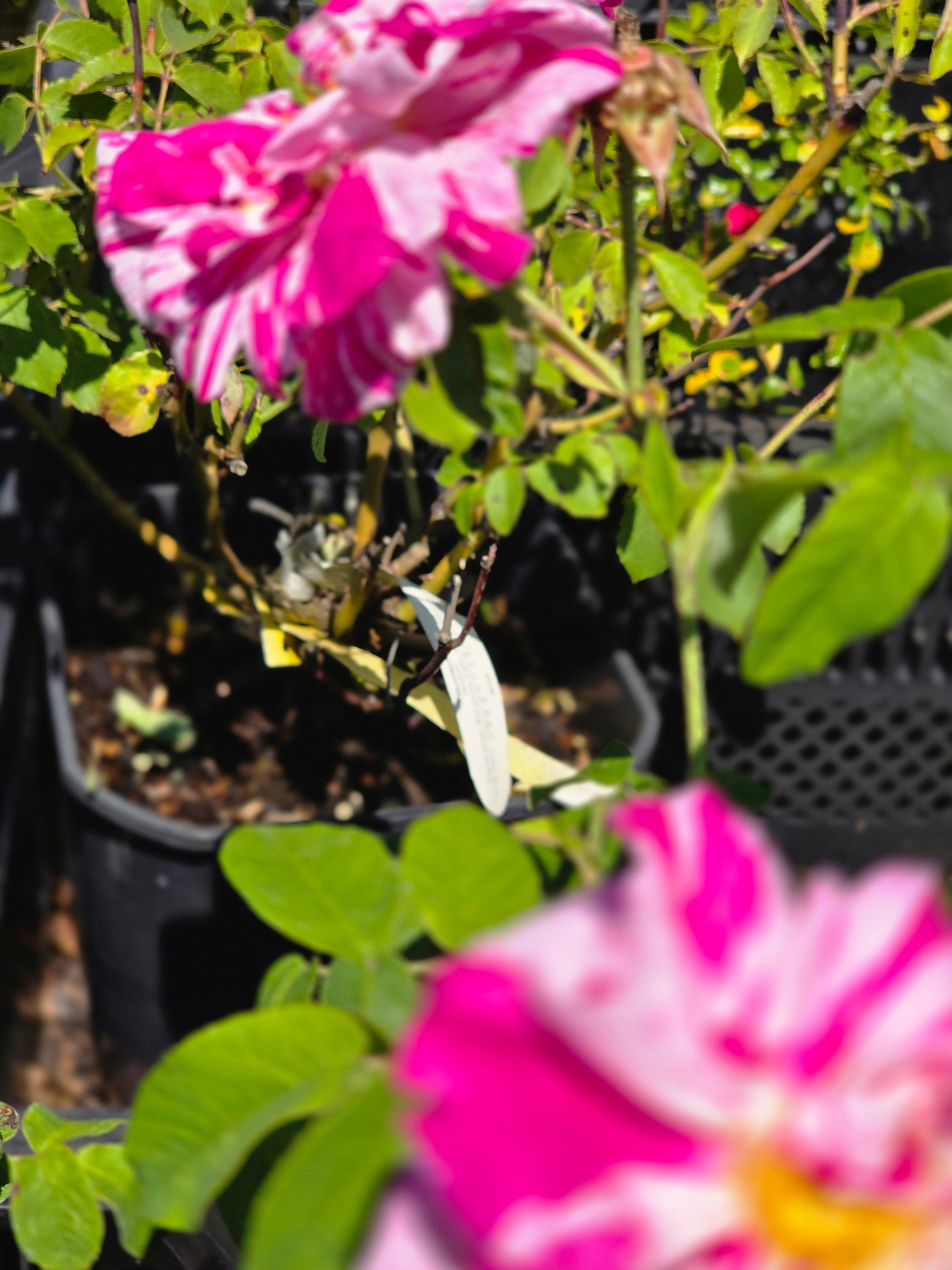 Strauchrose gallica 'Versicolor' - Rosa gallica 'Versicolor' STR