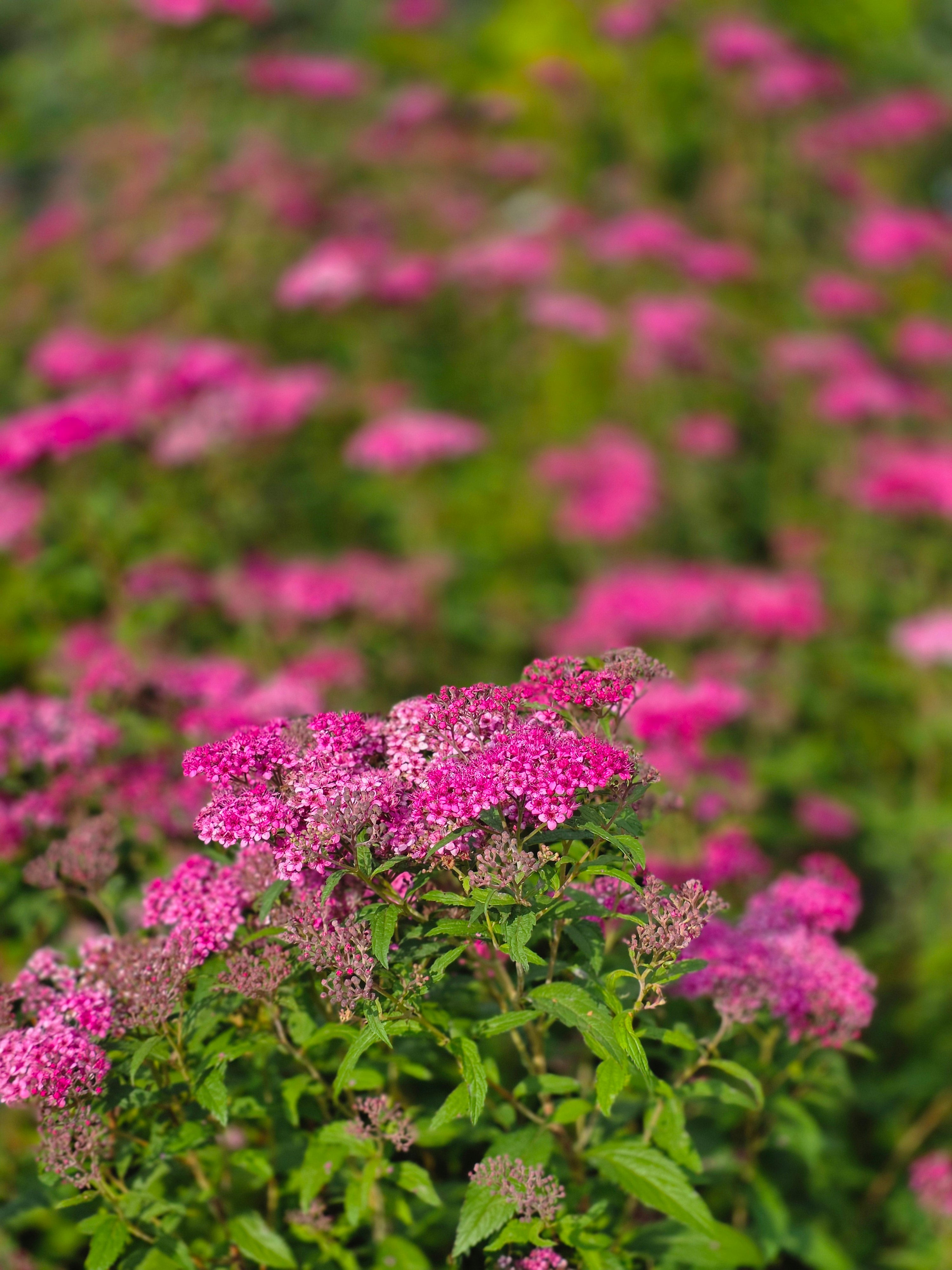 Rote Sommerspiere Anthony Waterer - Spiraea japonica 'Anthony Waterer'