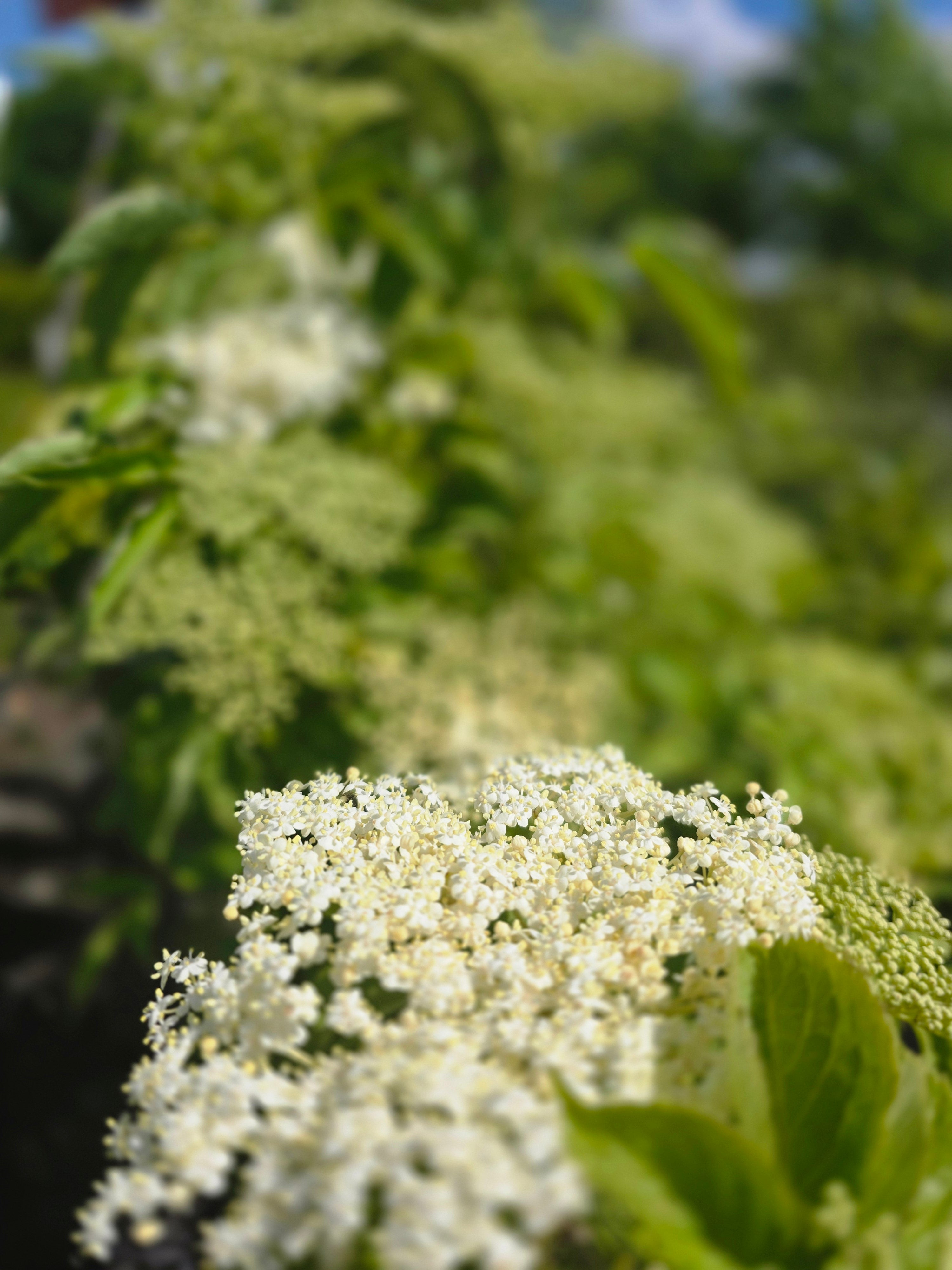 Schwarzer Holunder - Sambucus nigra