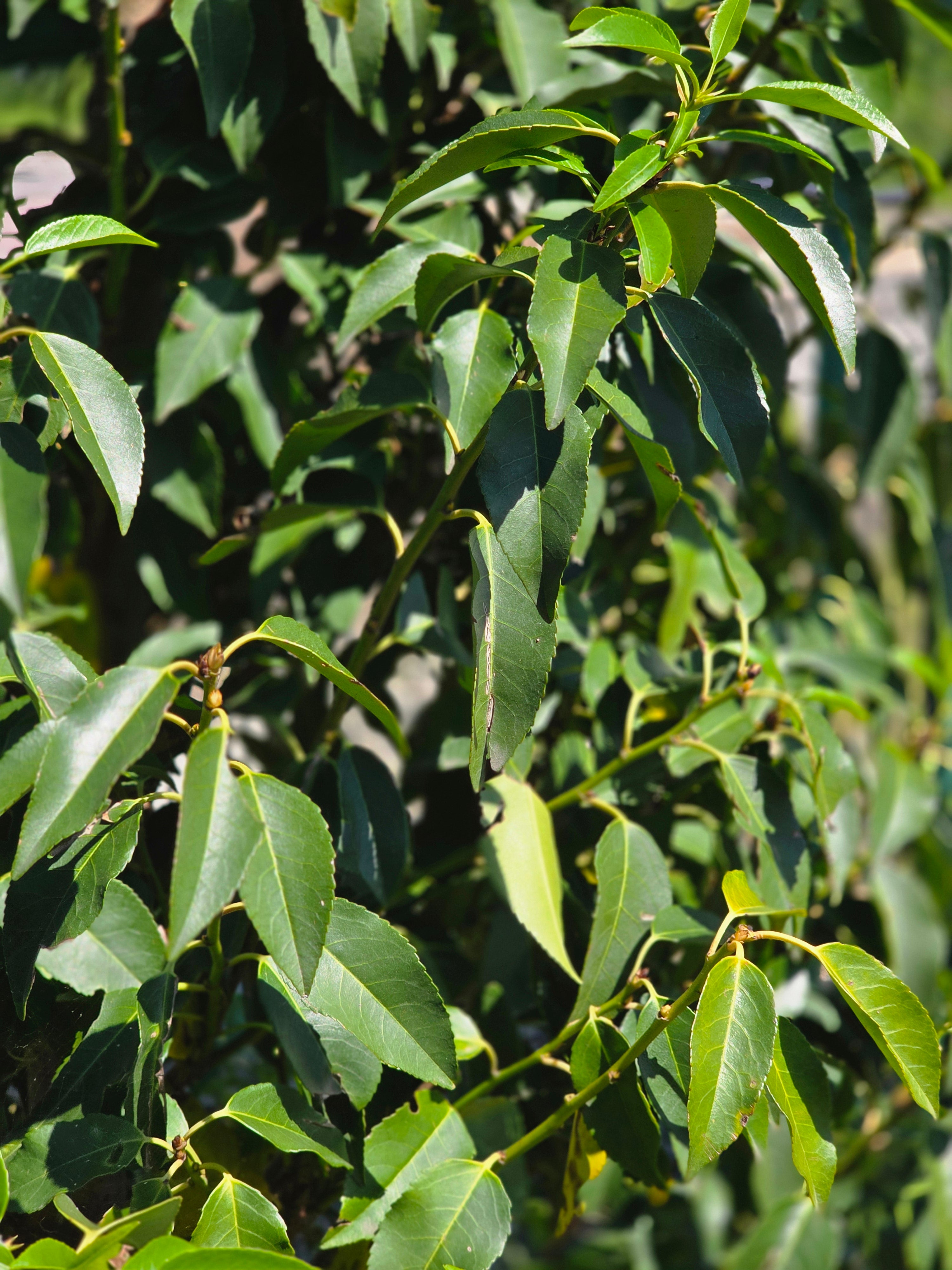 Portug.Lorbeerkirsche 'Angustifolia' - Prunus lusitanica 'Angustifolia'