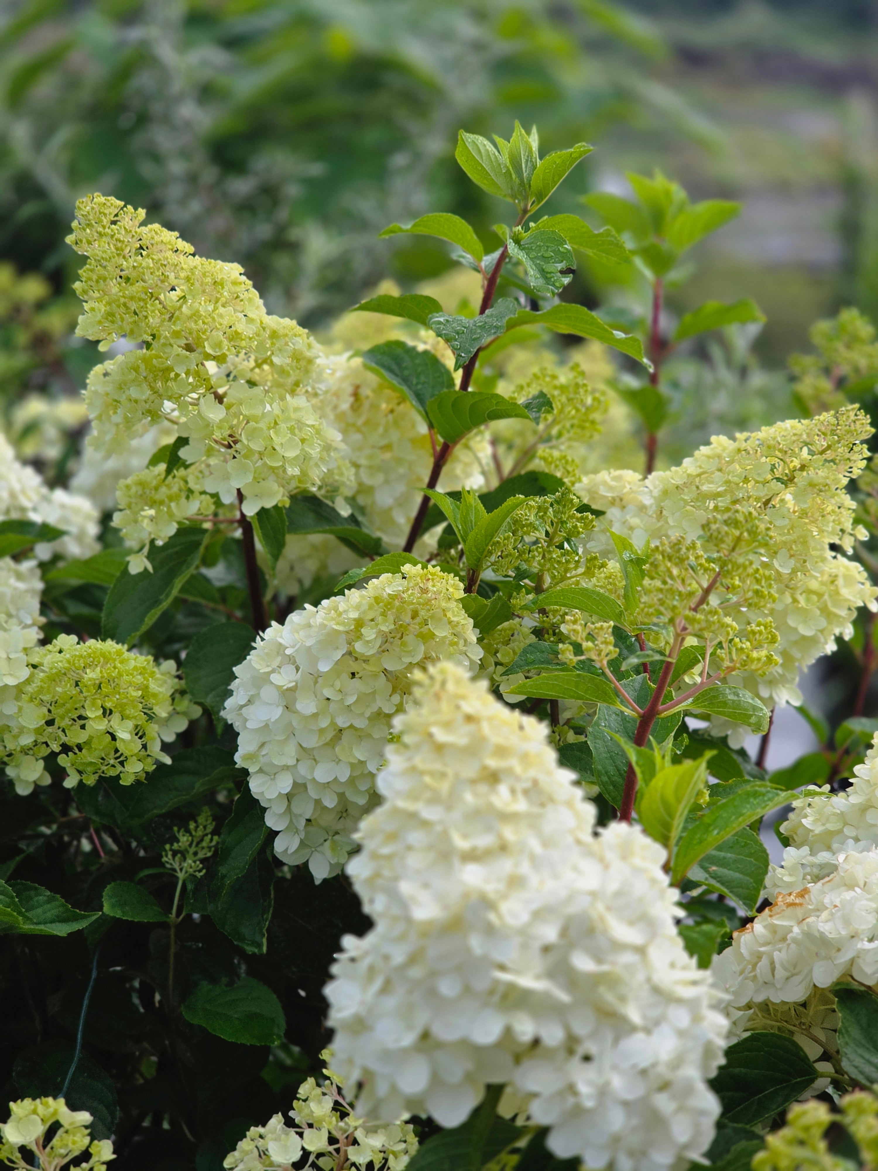 Strauchhortensie 'Grandiflora' - Hydrangea arborescens 'Grandiflora'