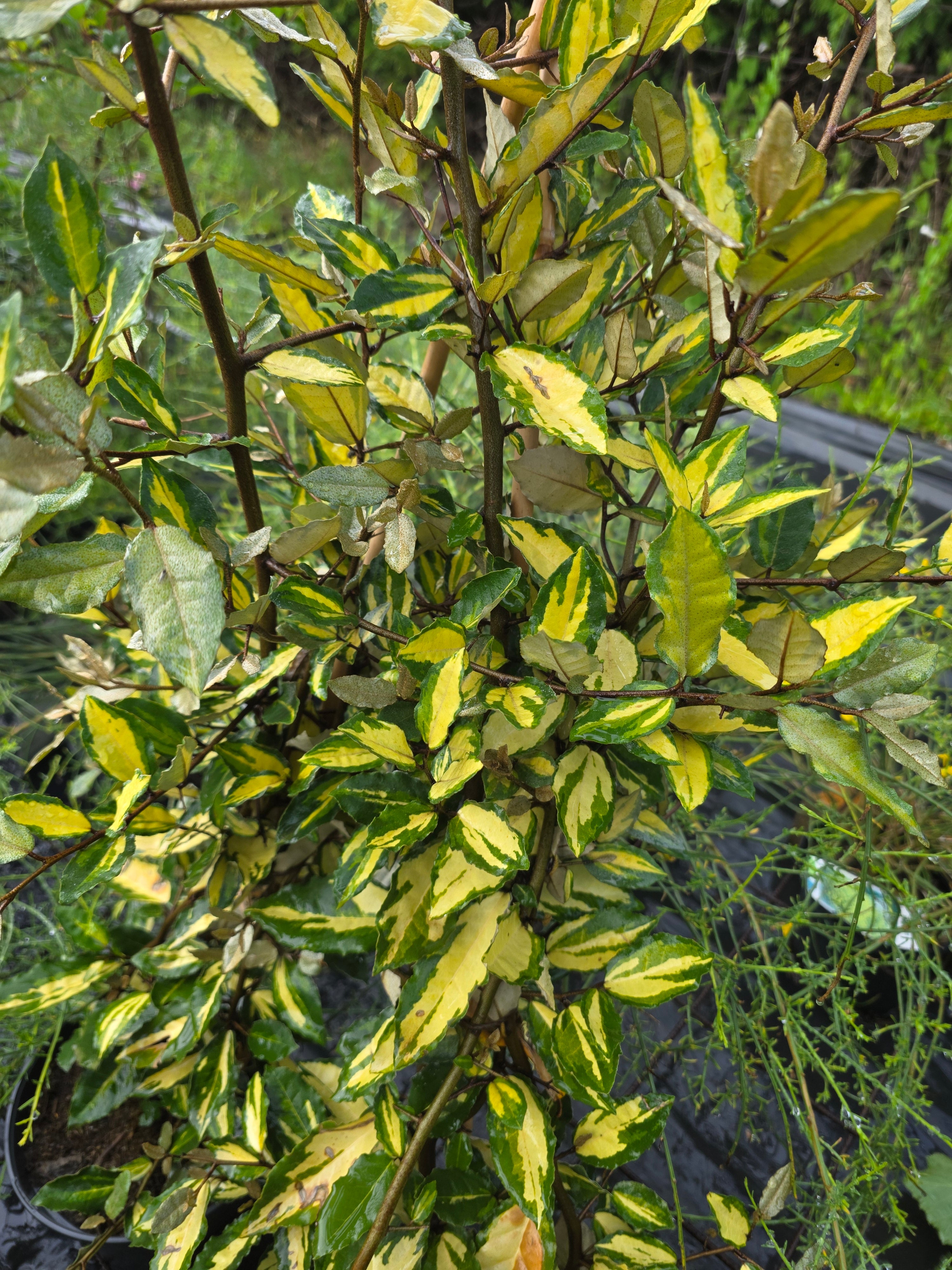 Buntlaubige Ölweide - Elaeagnus pungens 'Maculata'