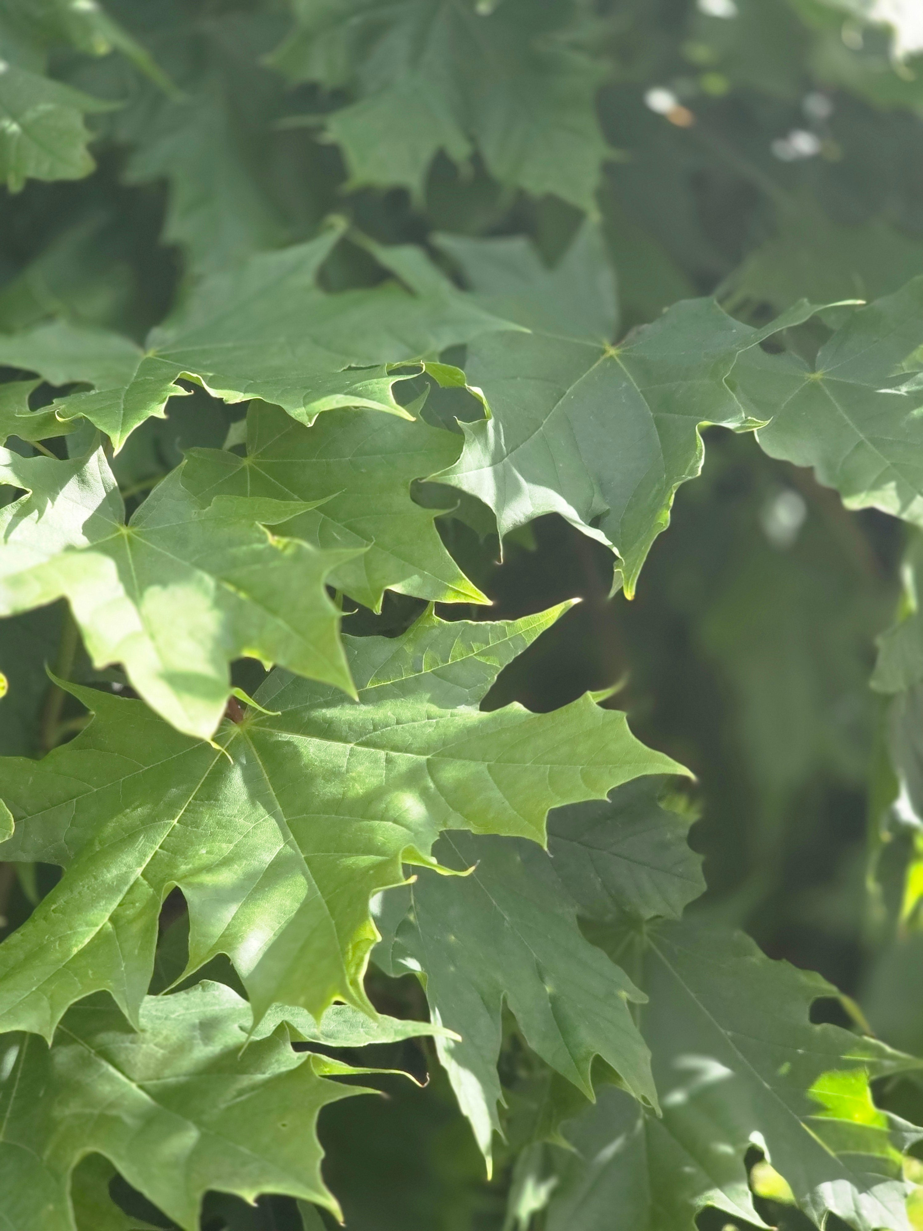 Spitzahorn - Acer platanoides