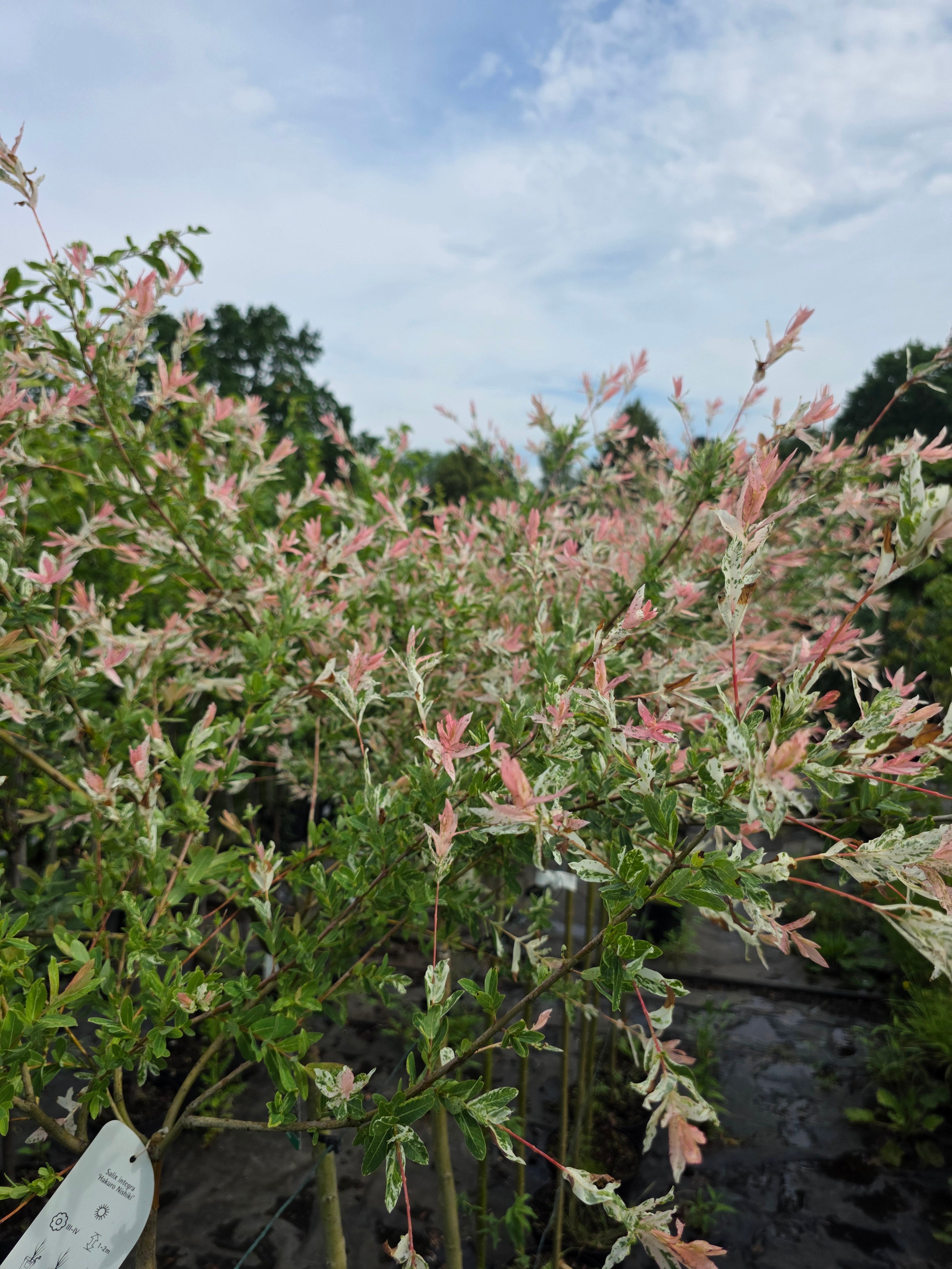Zierweide 'Hakuro Nishiki' / Harlekinweide - Salix integra 'Hakuro Nishiki'