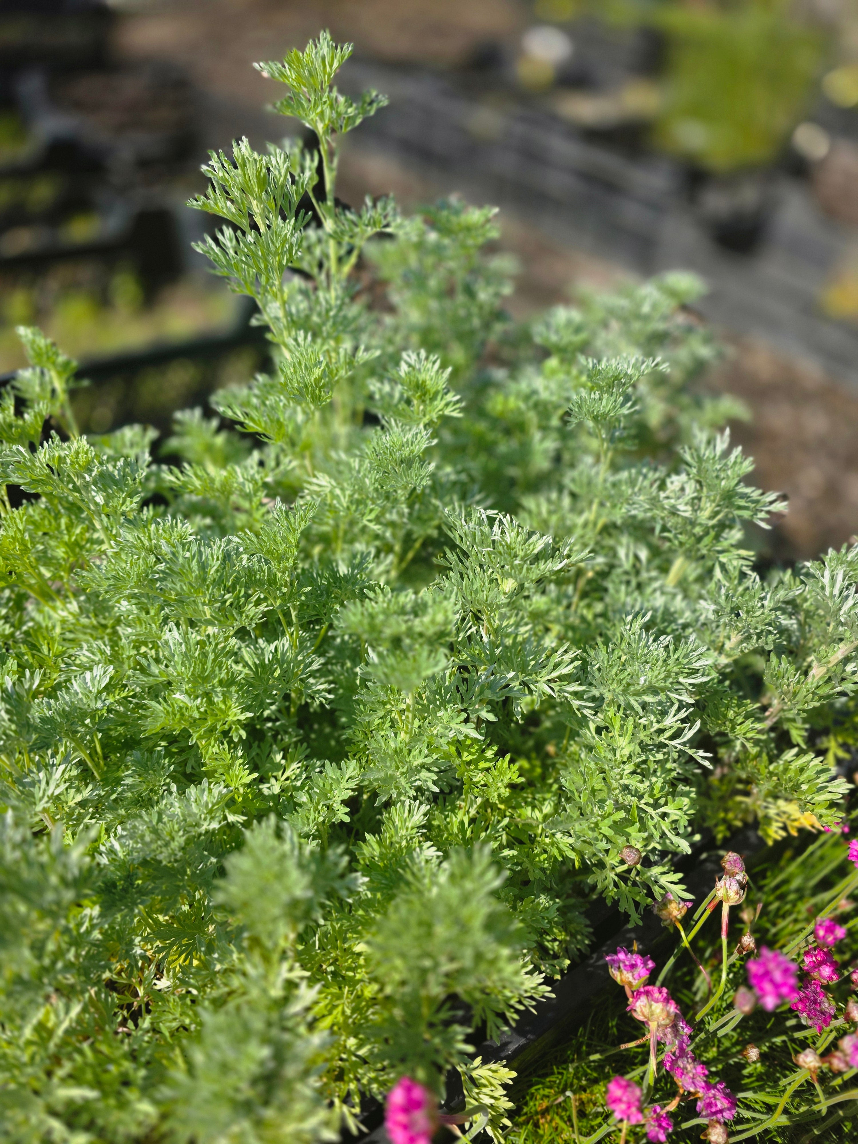 Echter Wermut - Artemisia absinthium