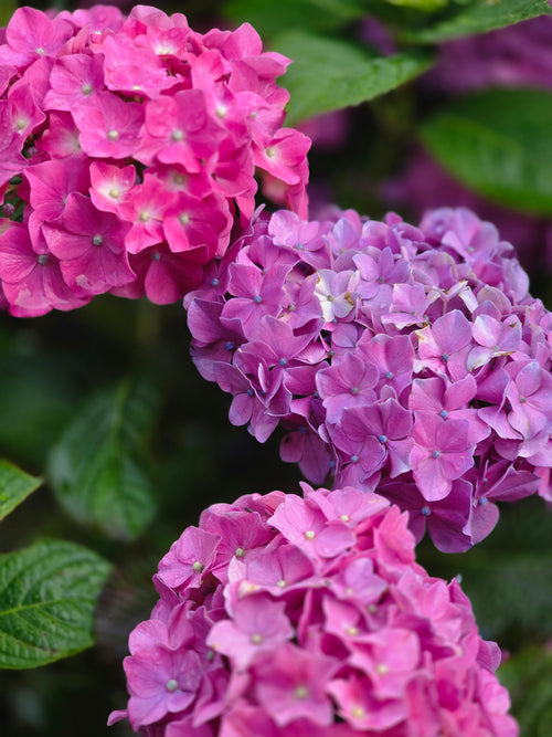 Bauernhortensie 'Bouquet Rose' - Hydrangea macrophylla 'Bouquet Rose'