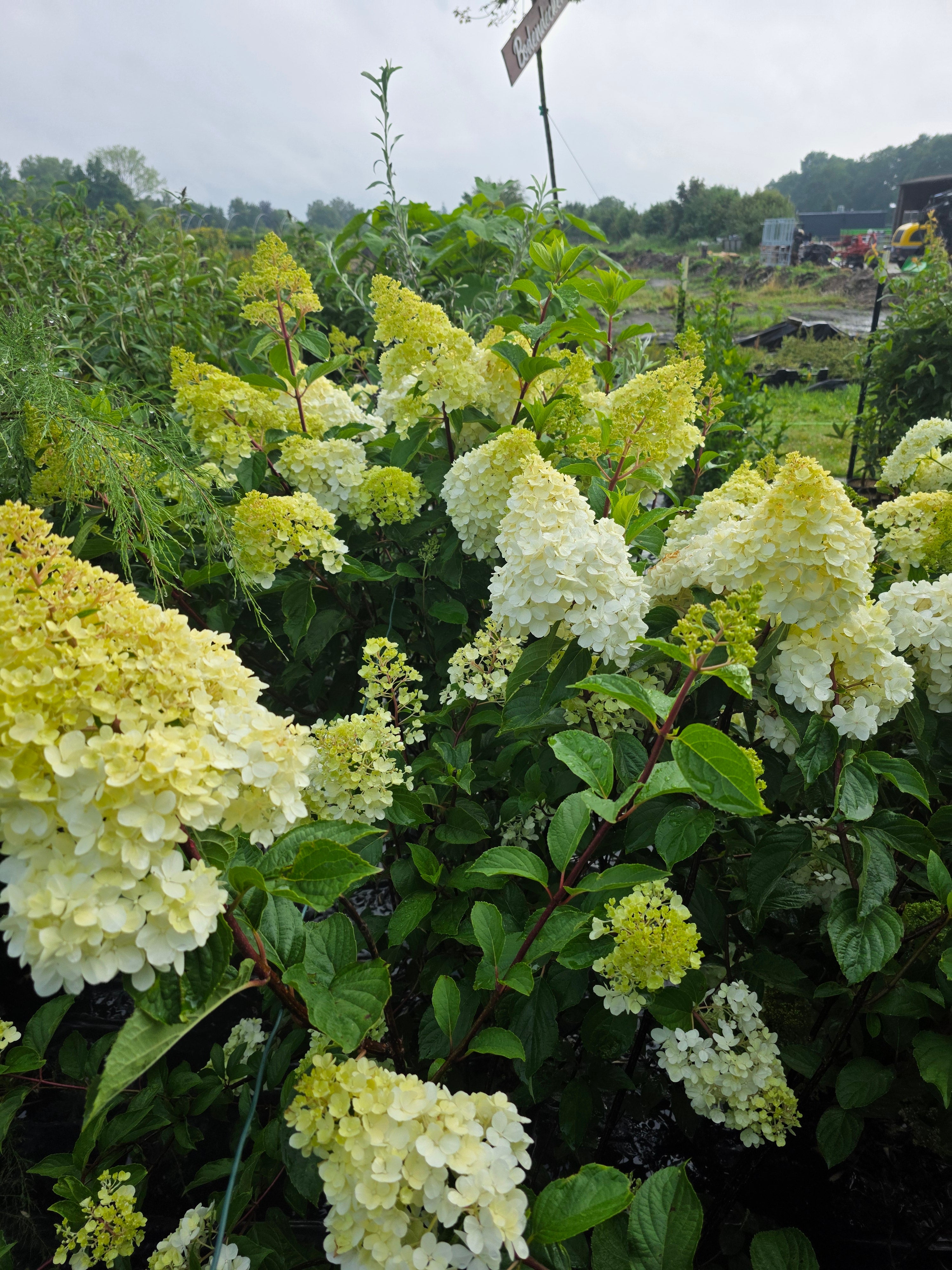Strauchhortensie 'Grandiflora' - Hydrangea arborescens 'Grandiflora'