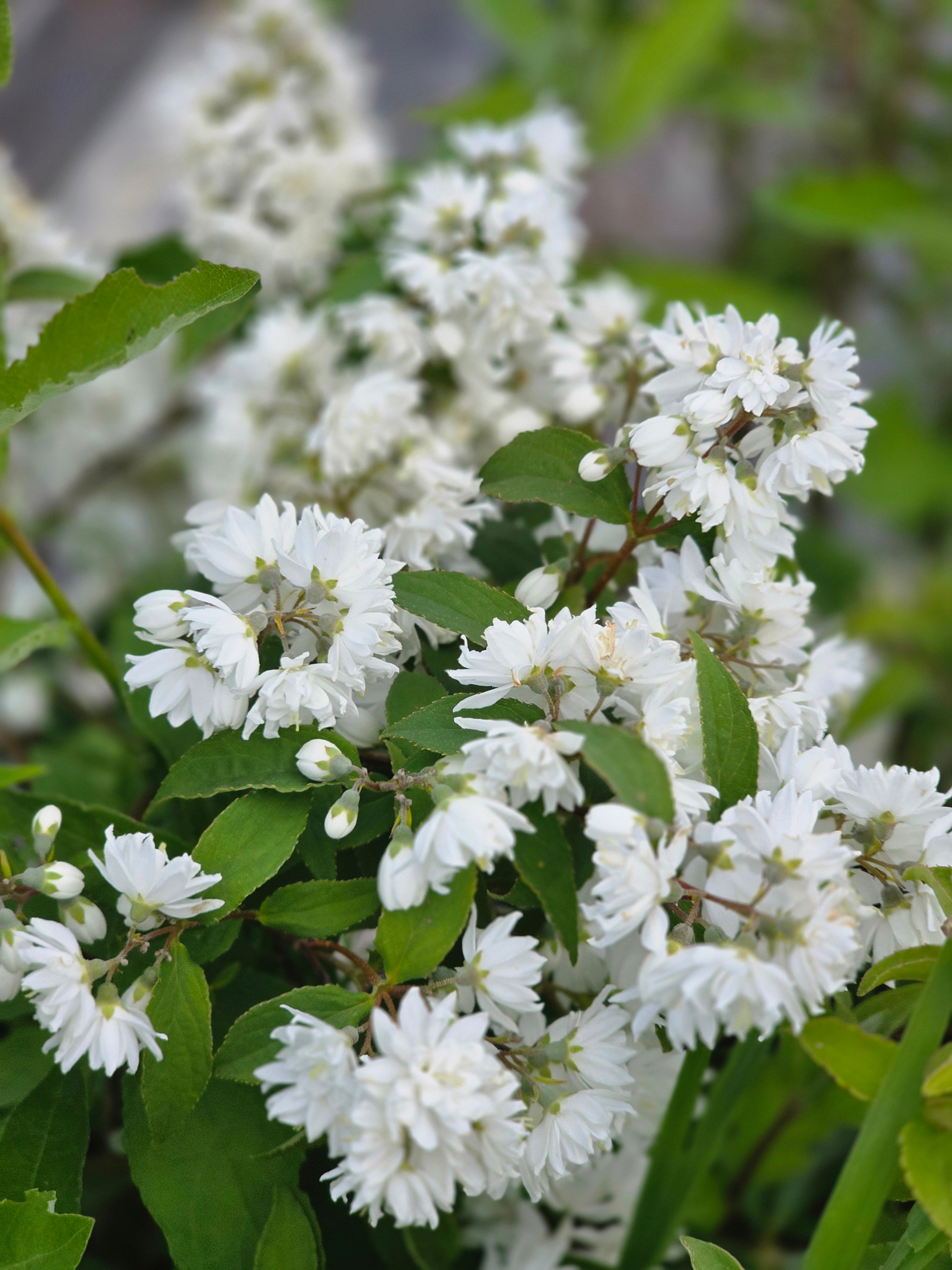 Gefüllter Sternchenstrauch 'Plena' - Deutzia scabra 'Plena'