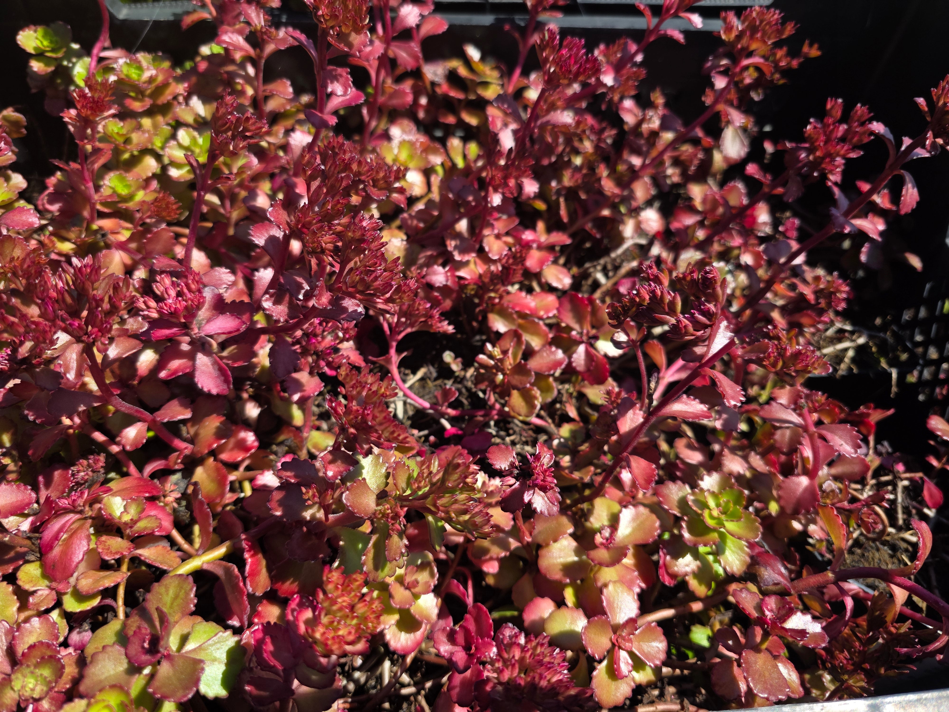Garten-Teppich-Fettblatt Fuldaglut - Sedum spurium 'Fuldaglut'