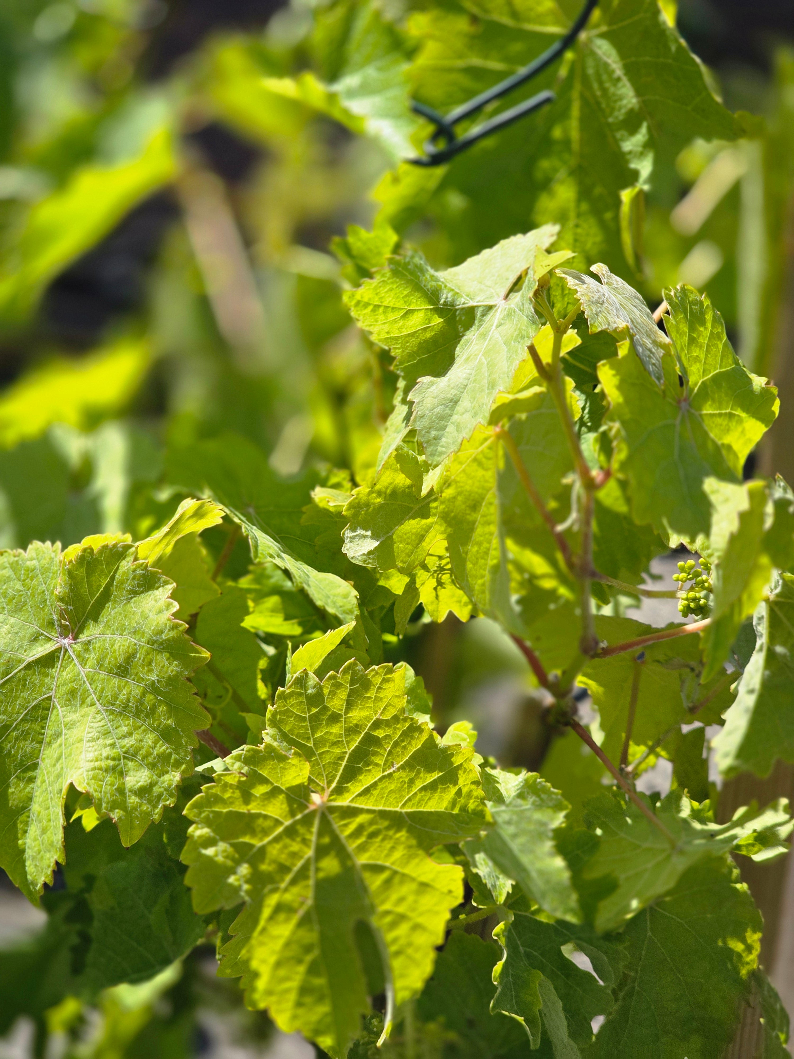Tafeltraube 'Boskoop Glory' - Vitis 'Boskoop Glory'