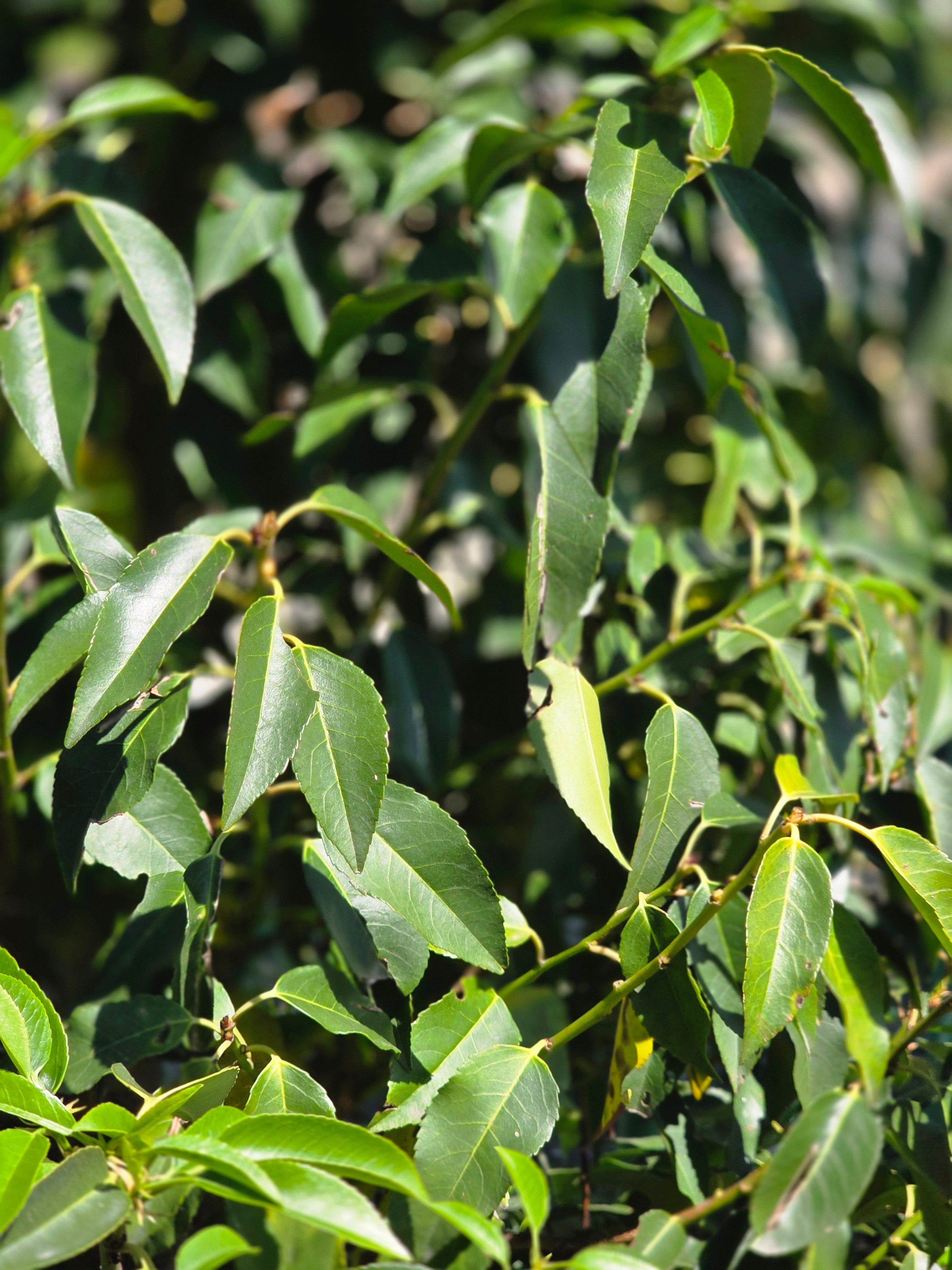 Portug.Lorbeerkirsche 'Angustifolia' - Prunus lusitanica 'Angustifolia'