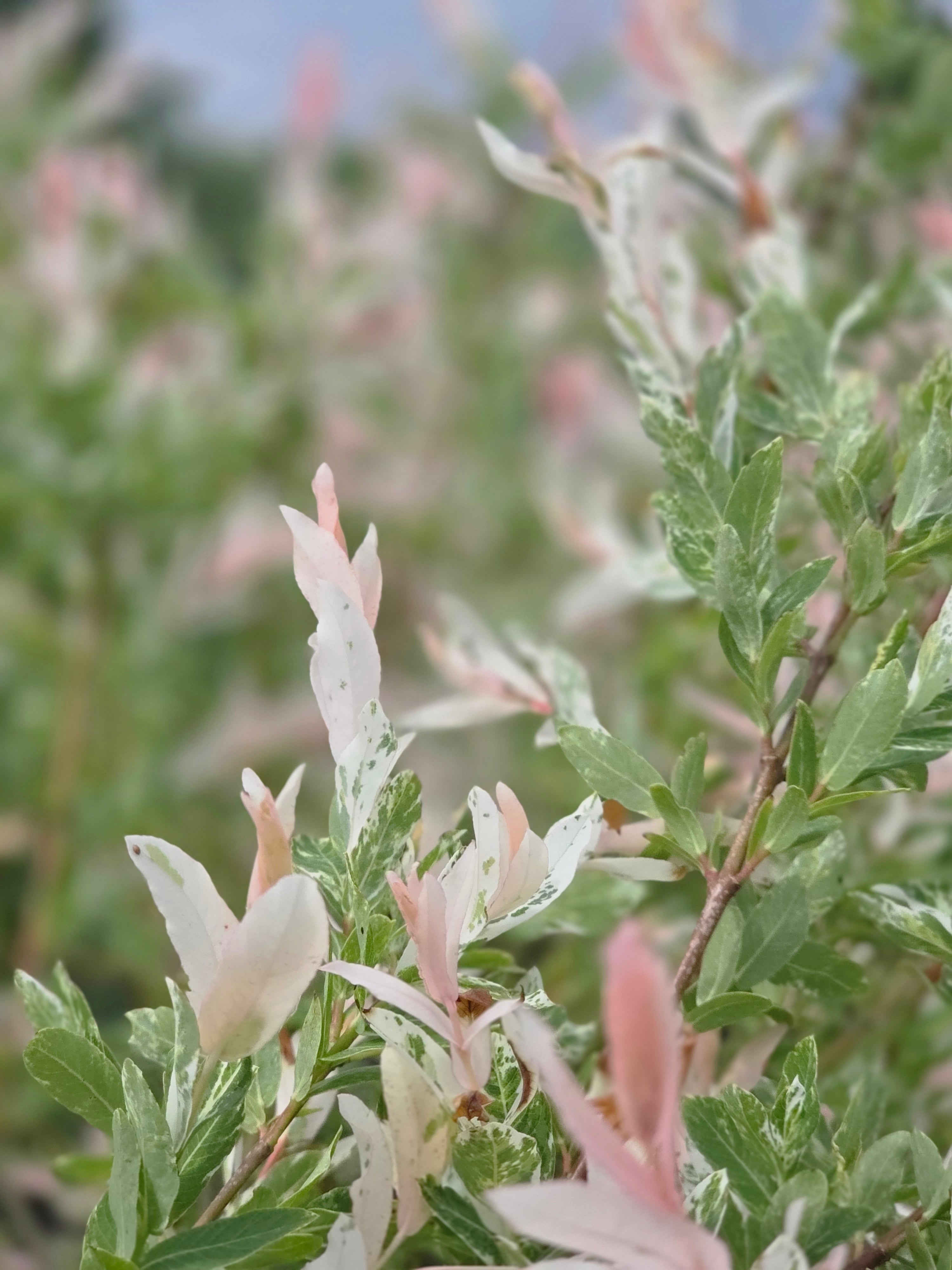 Zierweide 'Hakuro Nishiki' / Harlekinweide - Salix integra 'Hakuro Nishiki'