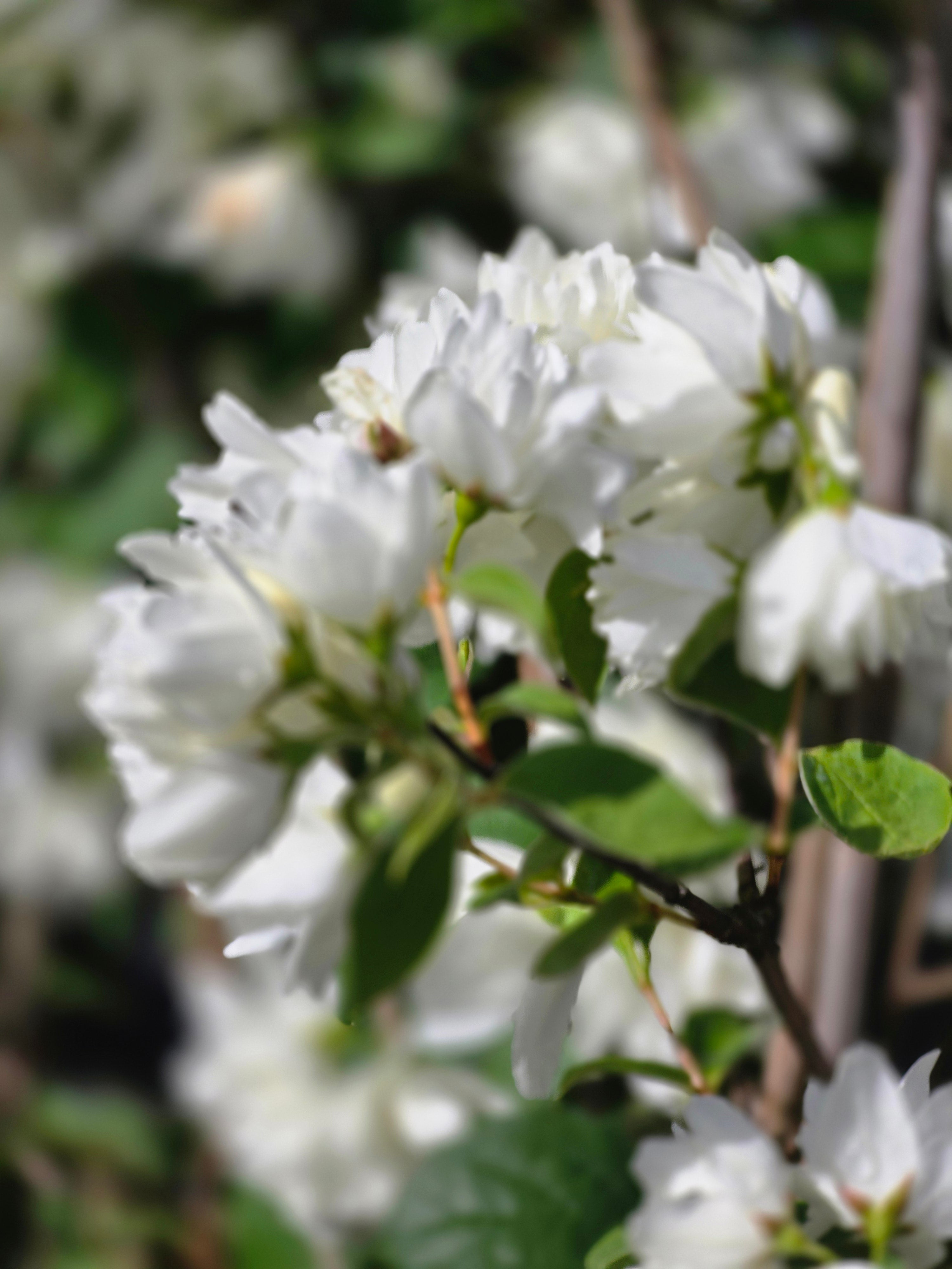 Gefüllter Gartenjasmin 'Schneesturm' - Philadelphus 'Schneesturm'