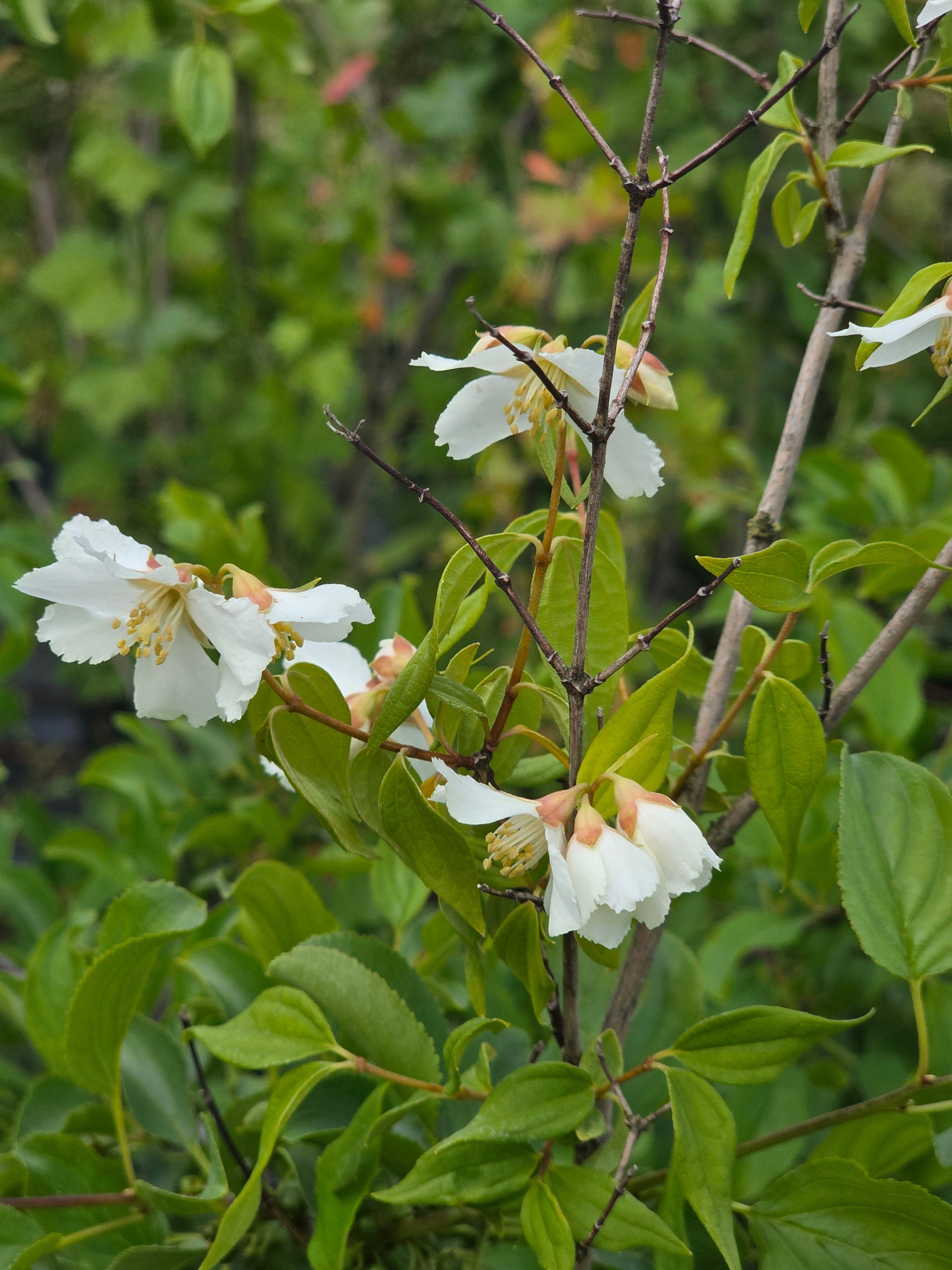 Duftjasmin 'Erectus' - Philadelphus 'Erectus'