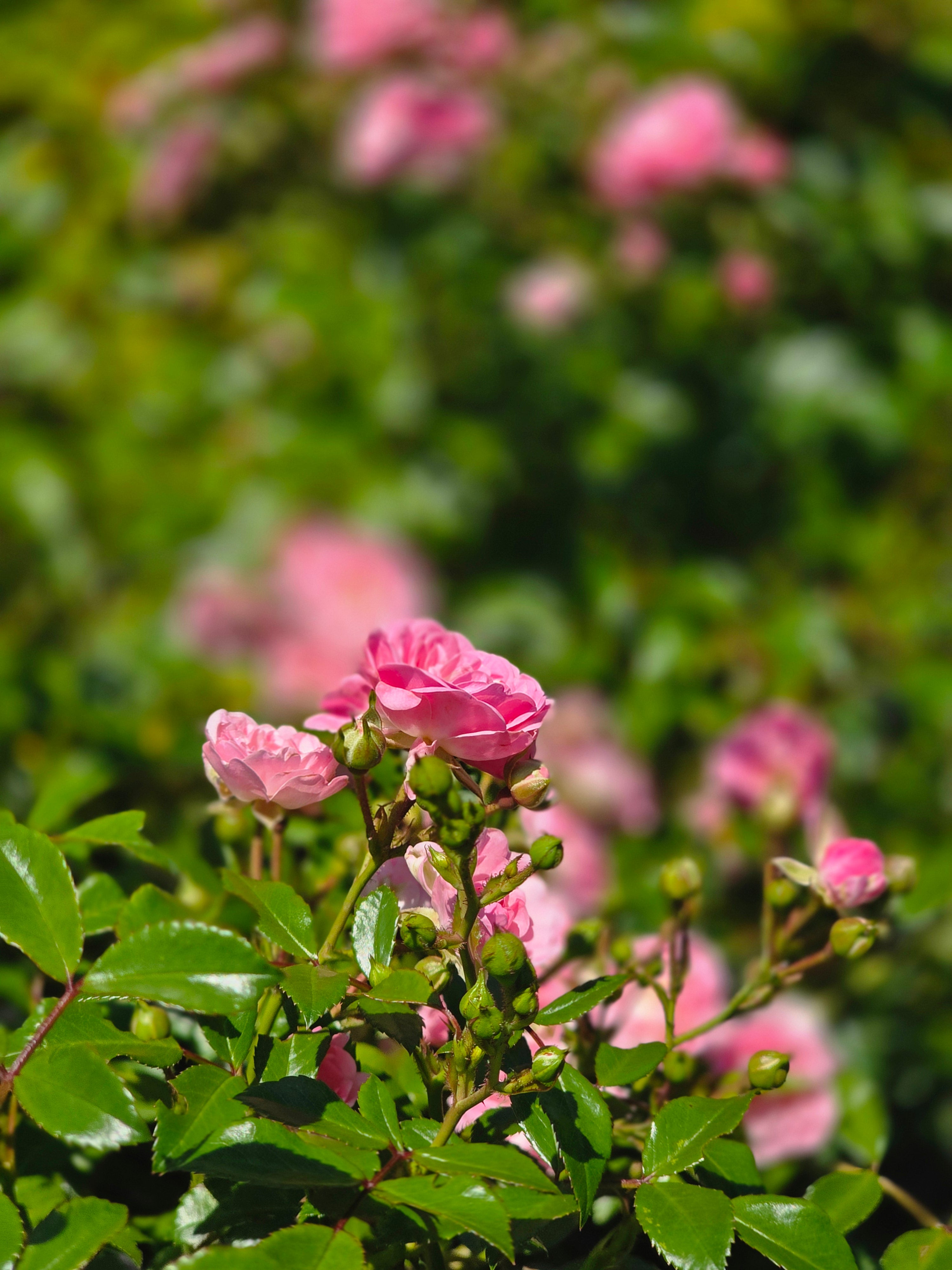 Englische Bodendeckende Rose 'The Fairy' - Rosa 'The Fairy' BDR
