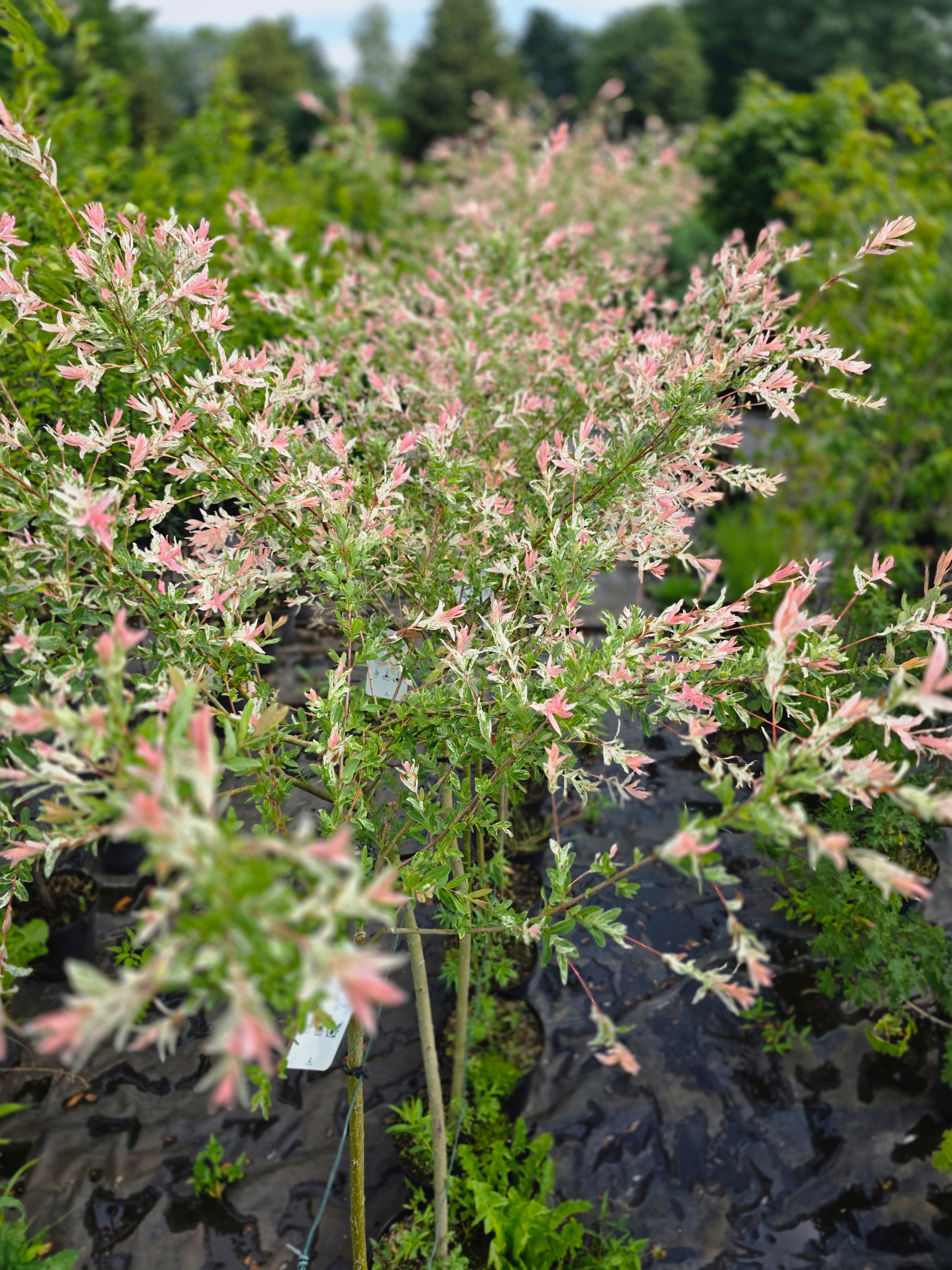 Zierweide 'Hakuro Nishiki' / Harlekinweide - Salix integra 'Hakuro Nishiki'