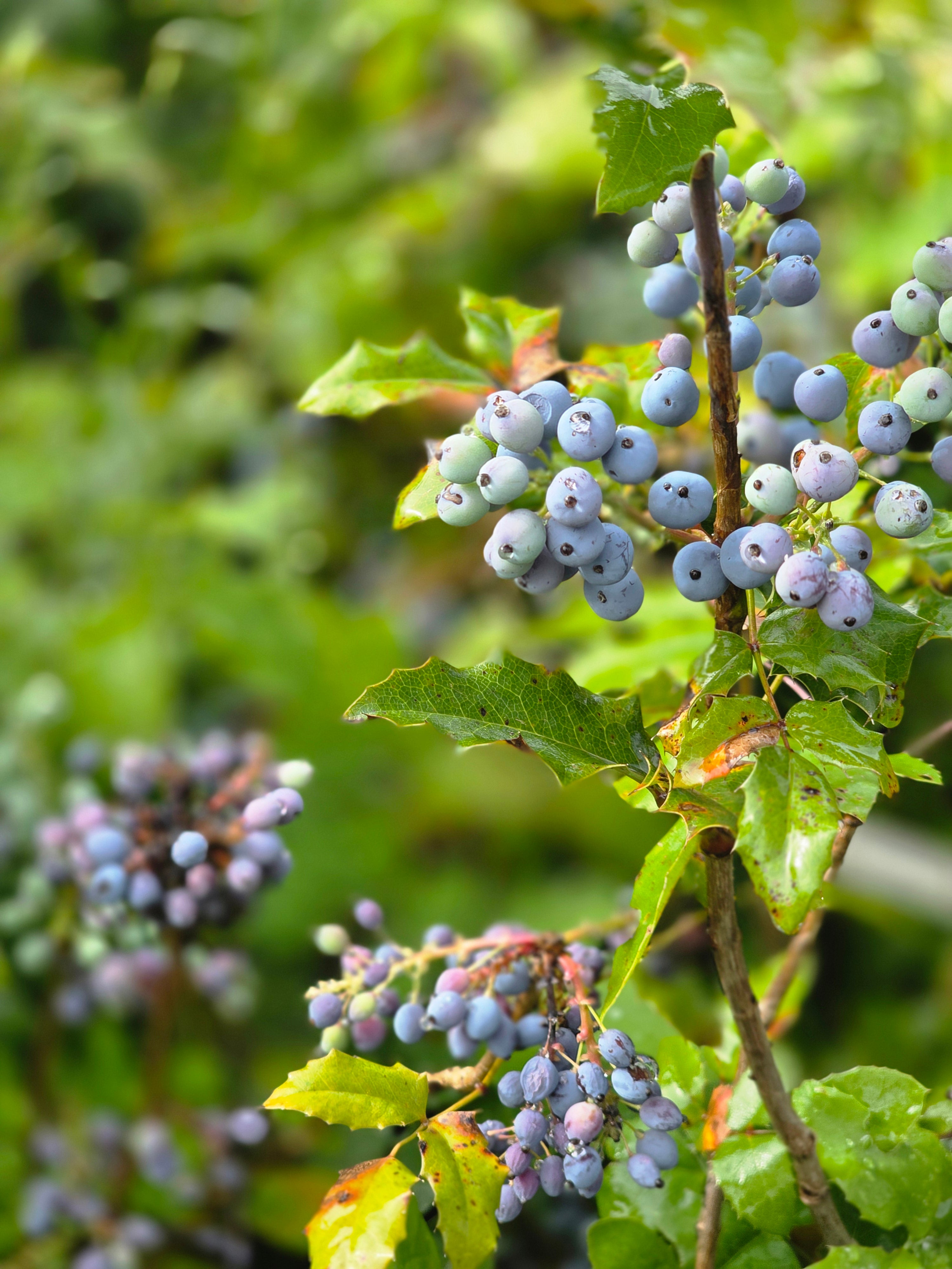 Gewöhnliche Mahonie - Mahonia aquifolium